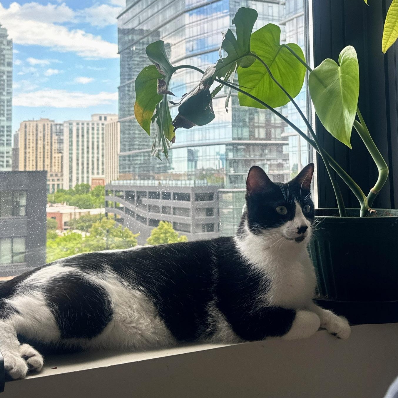 Enlarge Linguini, a Adoptable mixed breed in Chicago, IL image 5/6