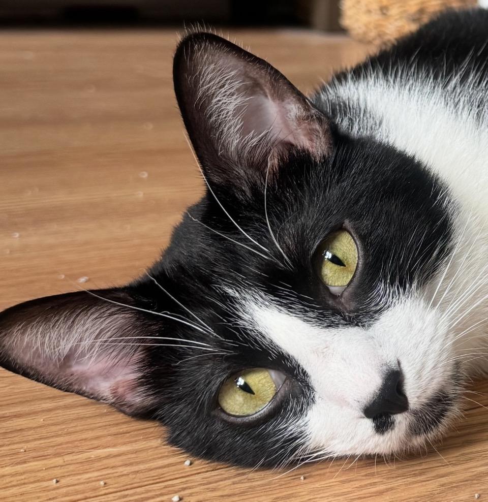 Enlarge Linguini, a Adoptable mixed breed in Chicago, IL image 2/6