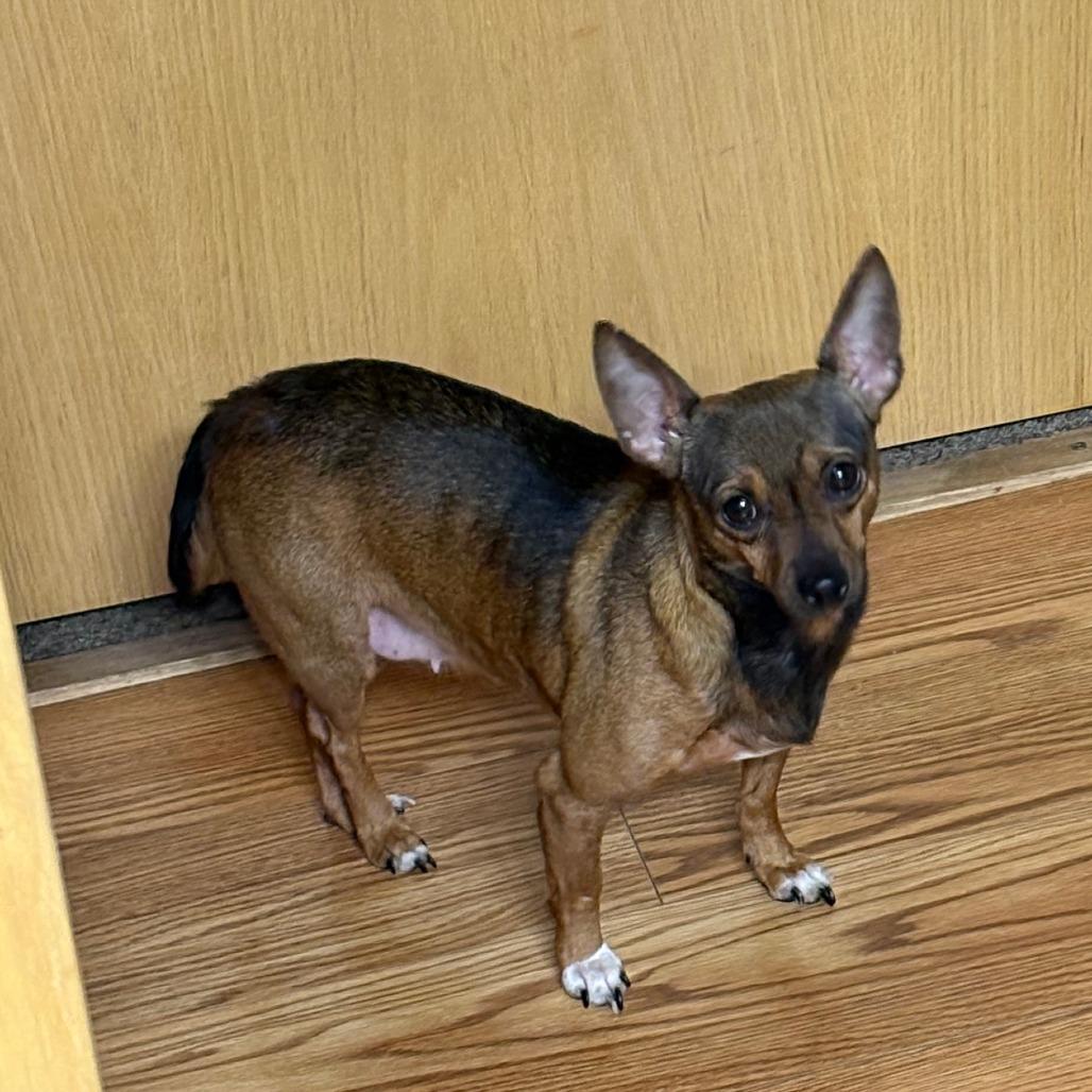 Maple, a Adoptable Chihuahua in Rochester, MN image 1/6