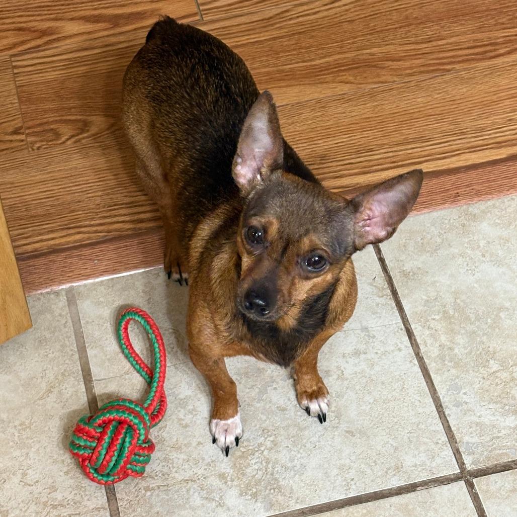 Maple, a Adoptable Chihuahua in Rochester, MN image 2/6