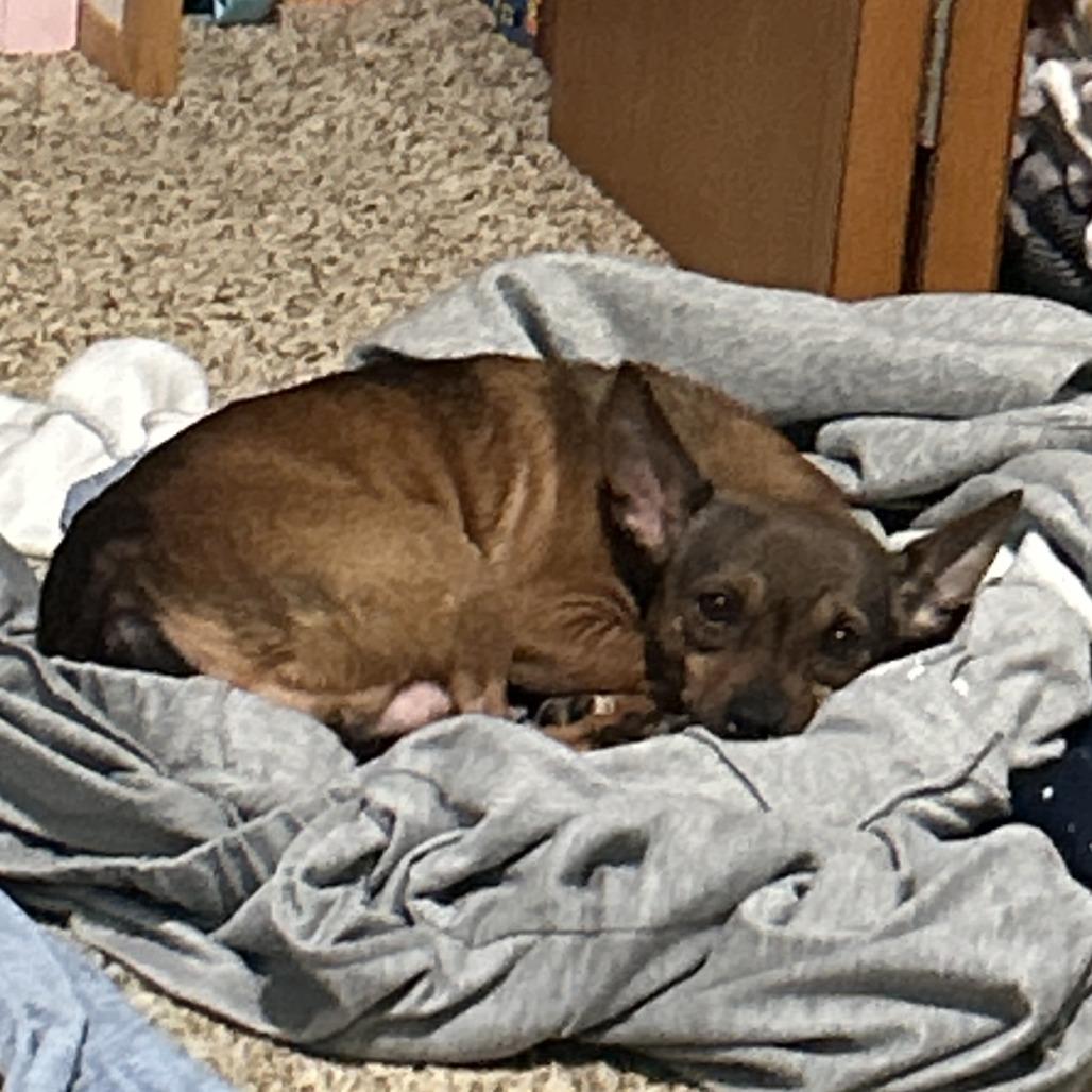 Maple, a Adoptable Chihuahua in Rochester, MN image 3/6