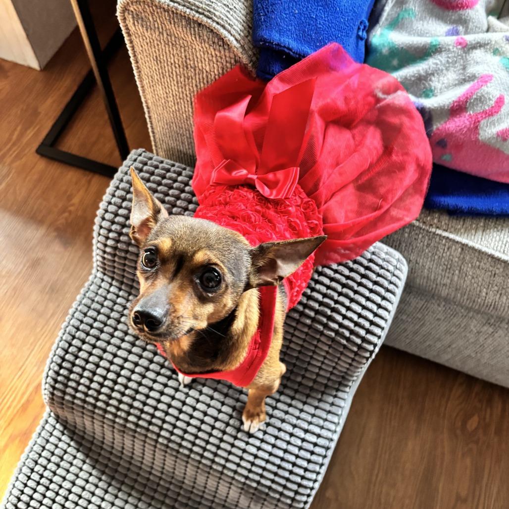 Maple, a Adoptable Chihuahua in Rochester, MN image 4/6