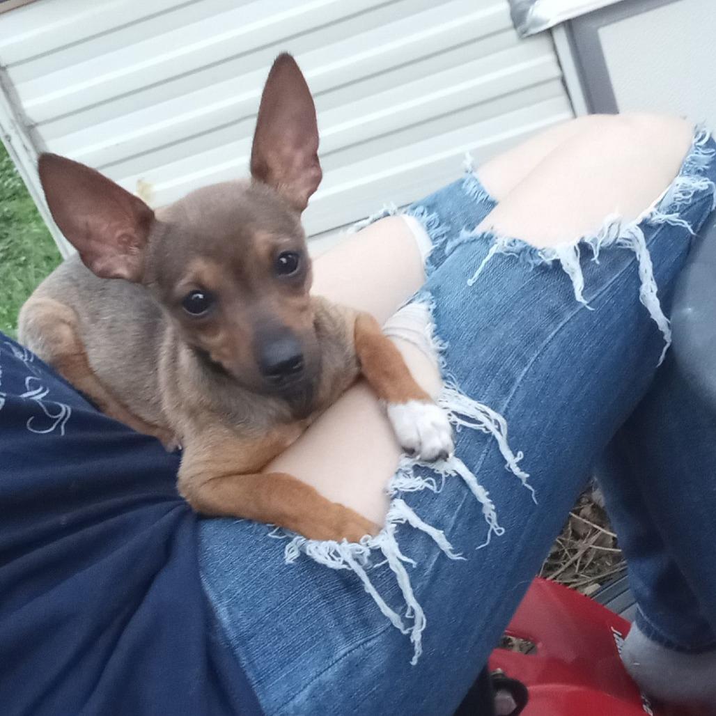 Maple, a Adoptable Chihuahua in Rochester, MN image 5/6