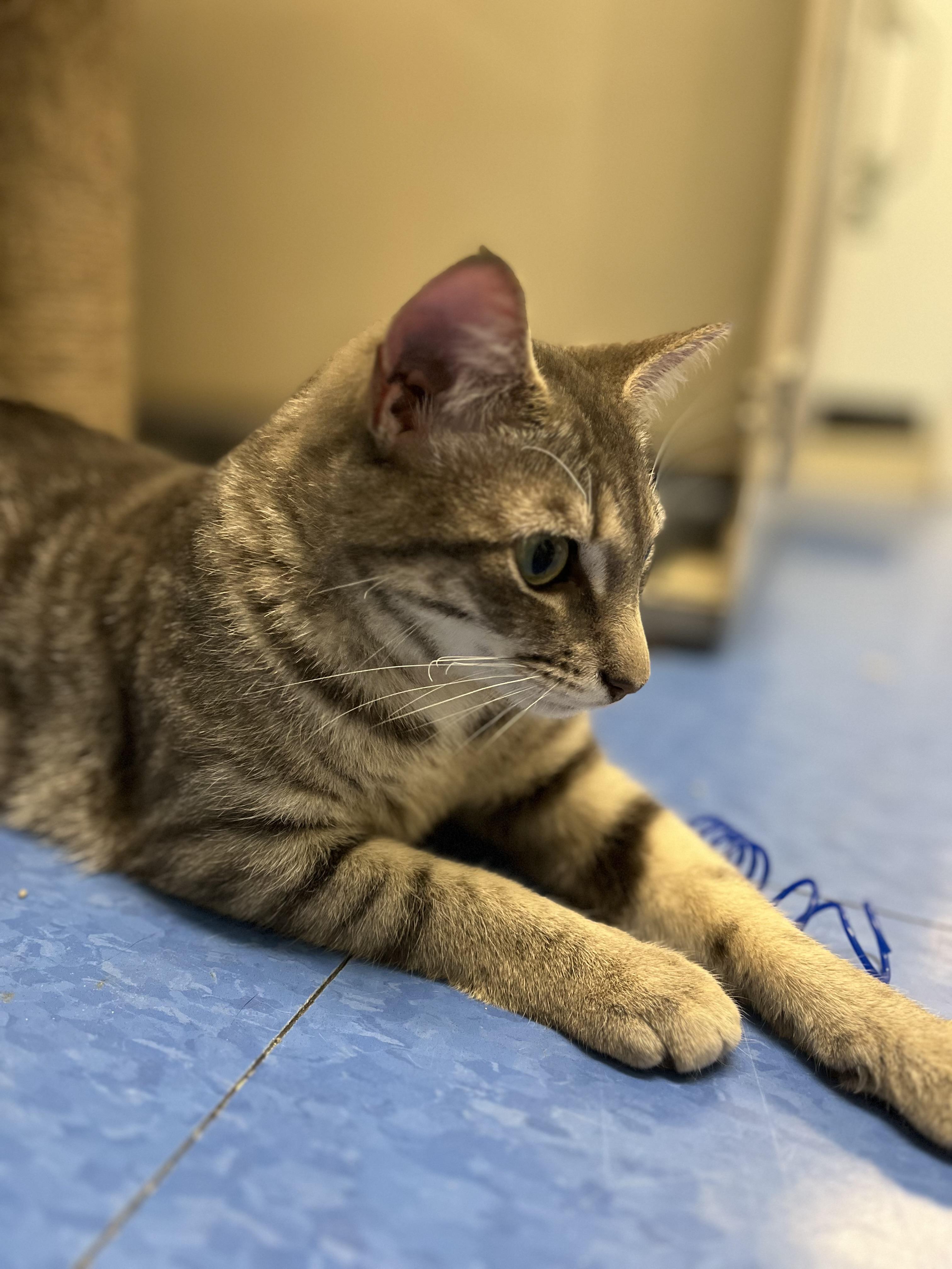 Druid, a ADOPTABLE Domestic Short Hair in Harrison, NY image 3/6