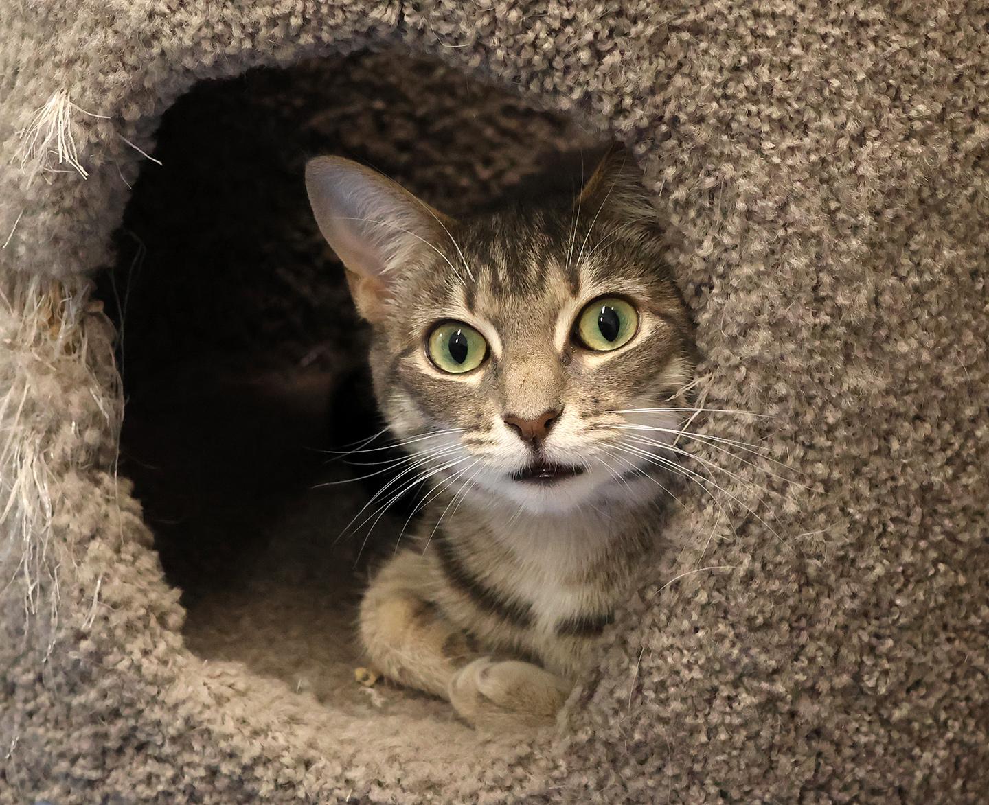 Druid, ADOPTABLE, Young Female Domestic Short Hair.