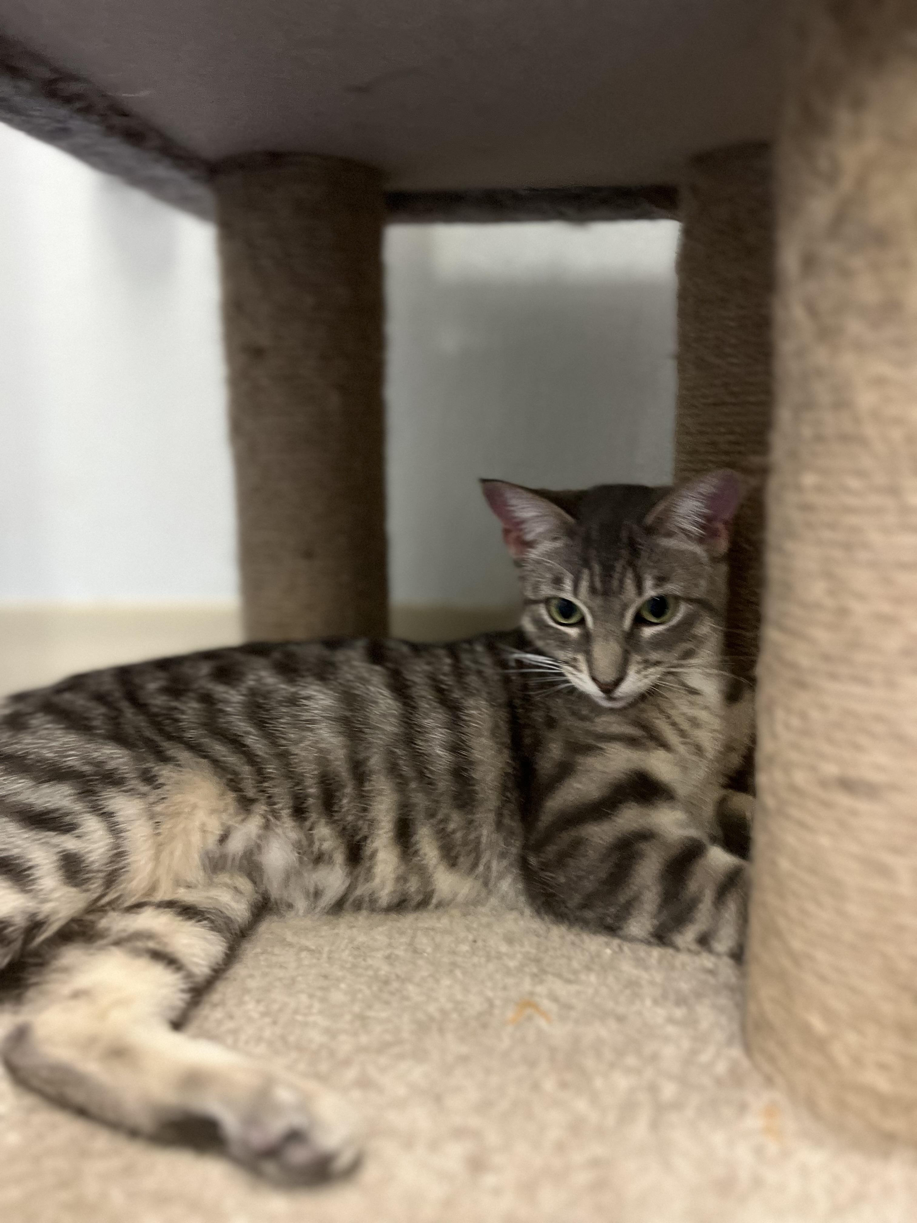 Druid, a ADOPTABLE Domestic Short Hair in Harrison, NY image 5/6