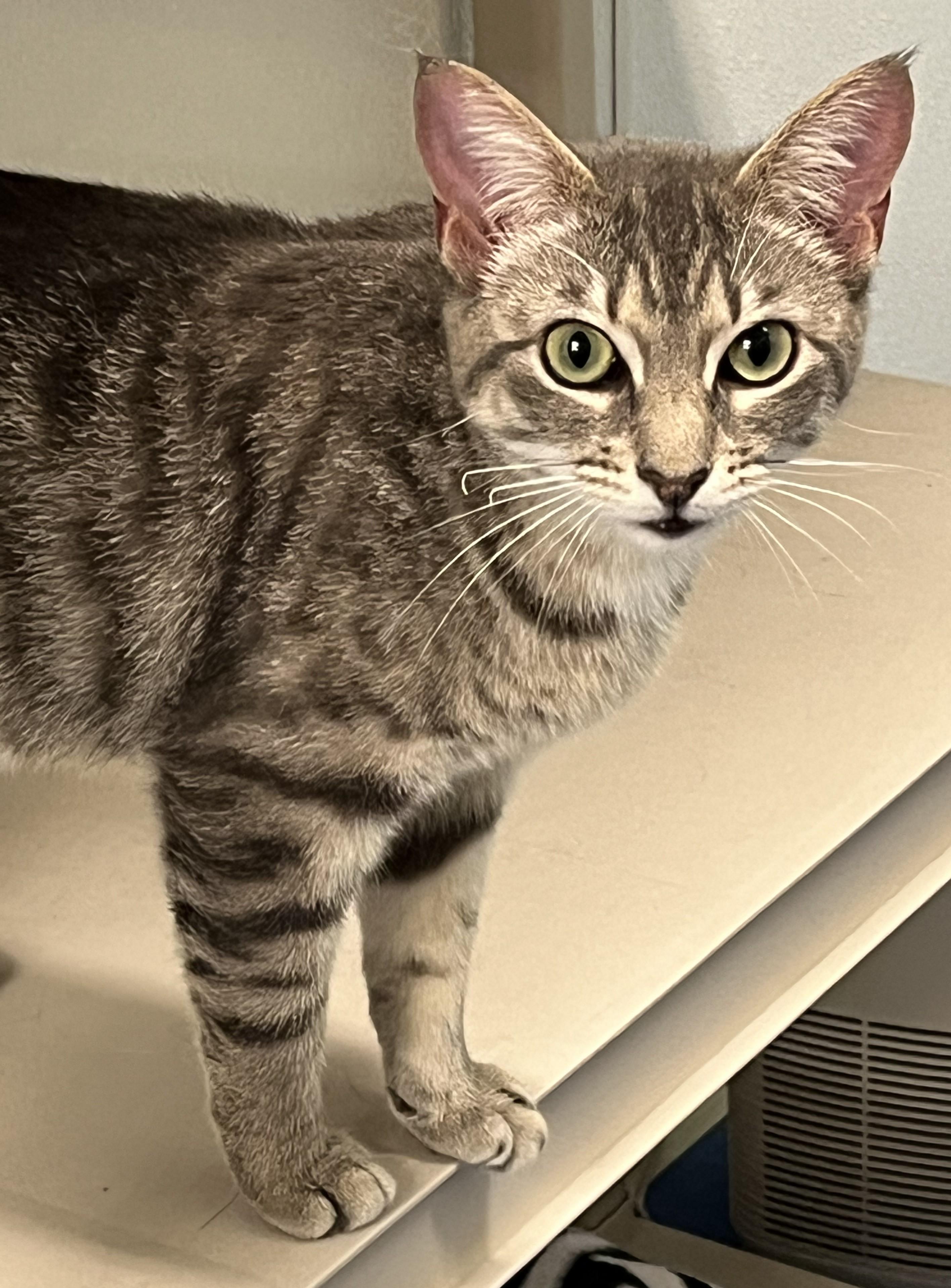 Druid, a ADOPTABLE Domestic Short Hair in Harrison, NY image 2/6