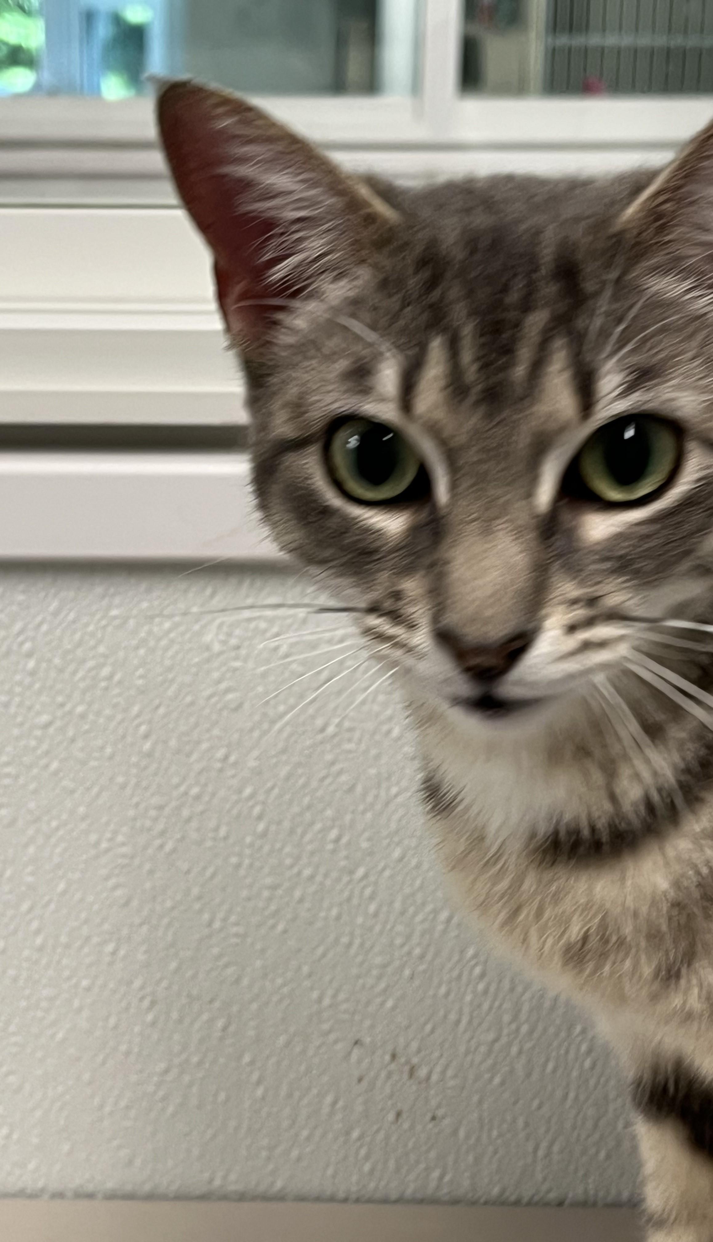 Druid, a ADOPTABLE Domestic Short Hair in Harrison, NY image 6/6