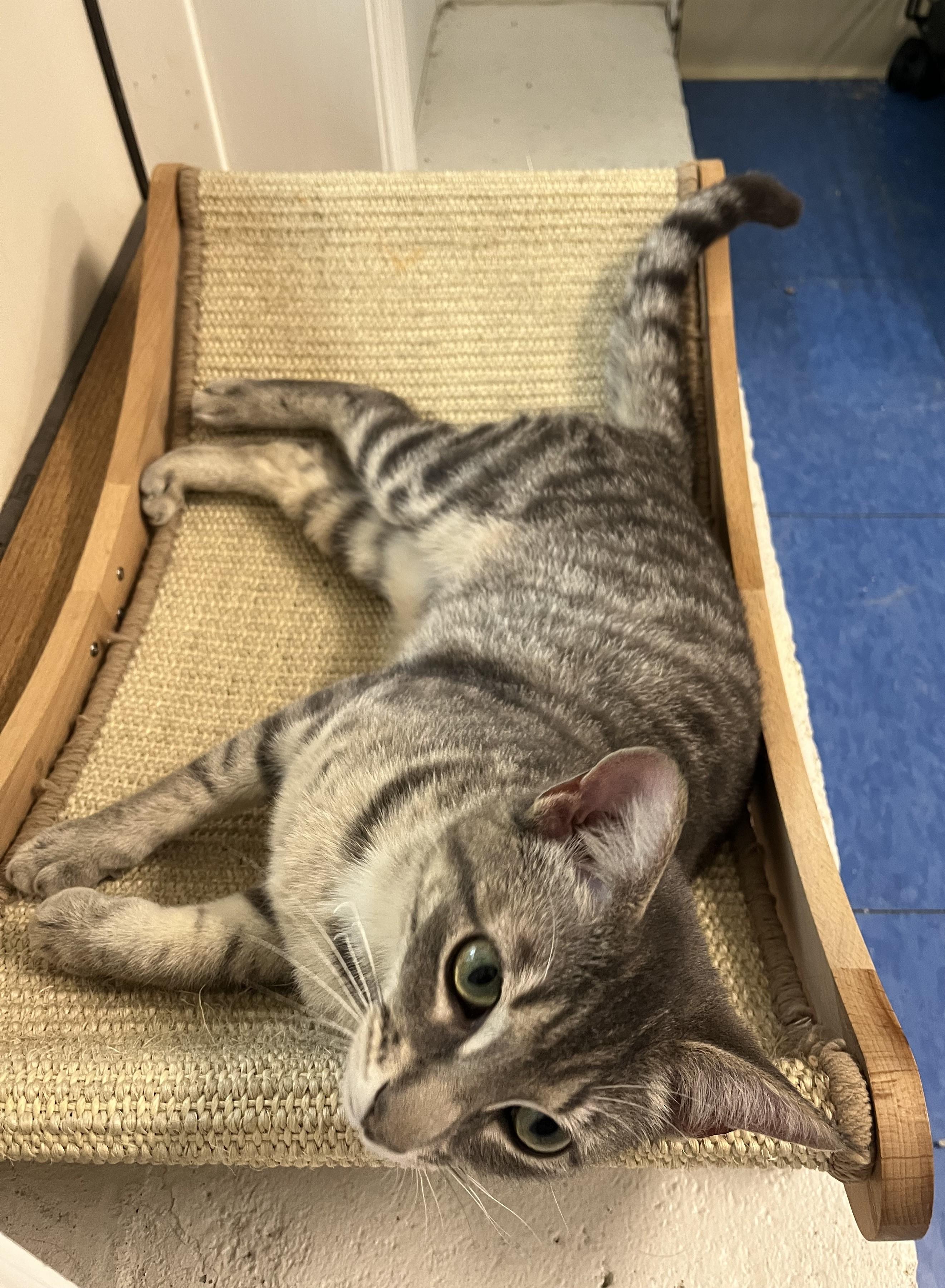 Druid, a ADOPTABLE Domestic Short Hair in Harrison, NY image 4/6