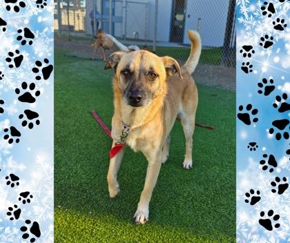 Kevin, Adoptable, Adult Male Shepherd & Mixed Breed.