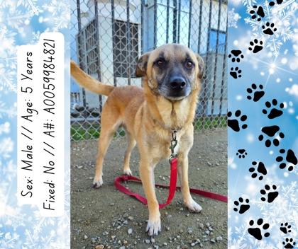 Enlarge Kevin, a Adoptable mixed breed in Fresno, CA image 2/3
