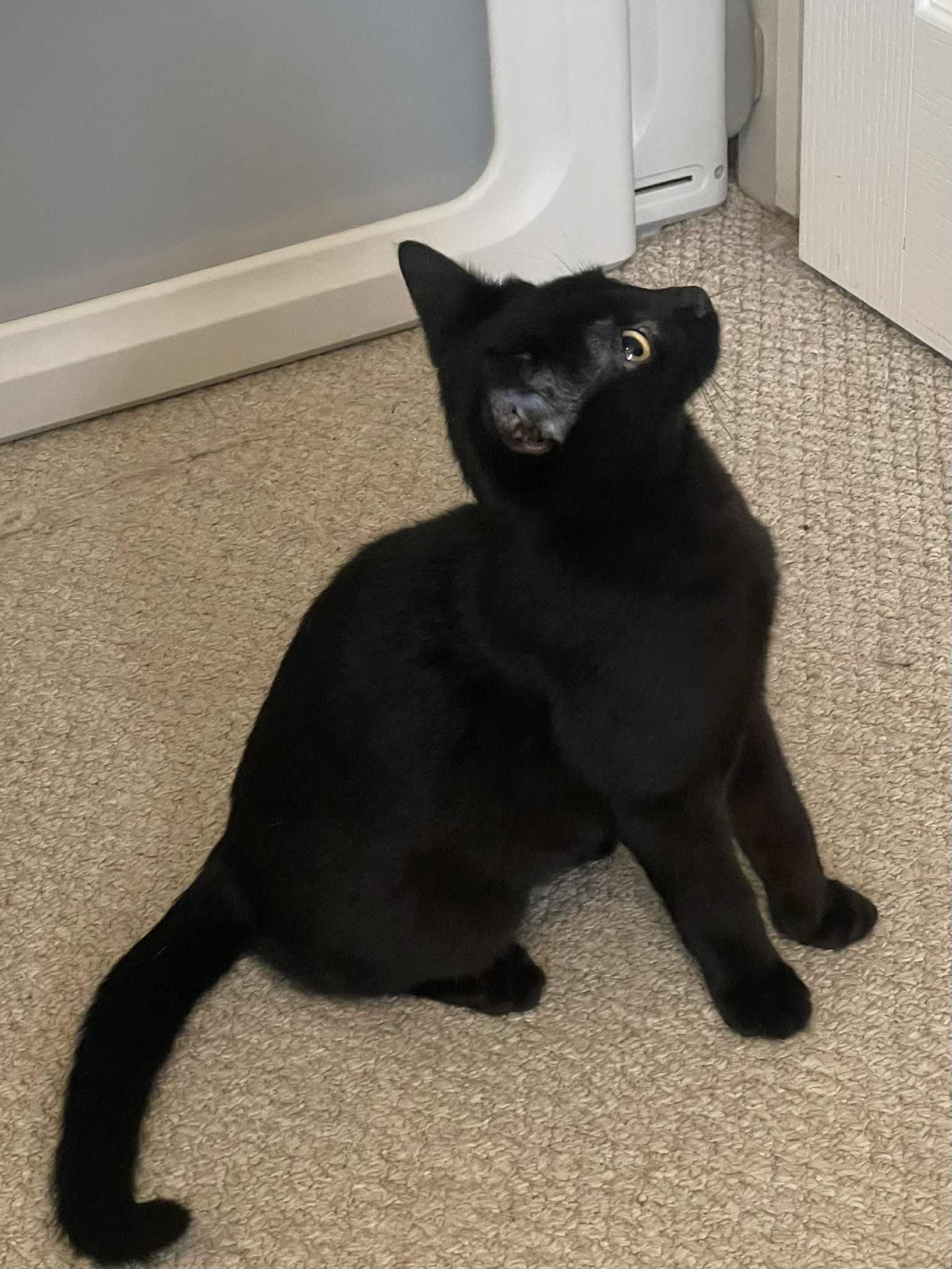 Enlarge Marble, a Adopted Domestic Short Hair in Orleans, ON image 1/3