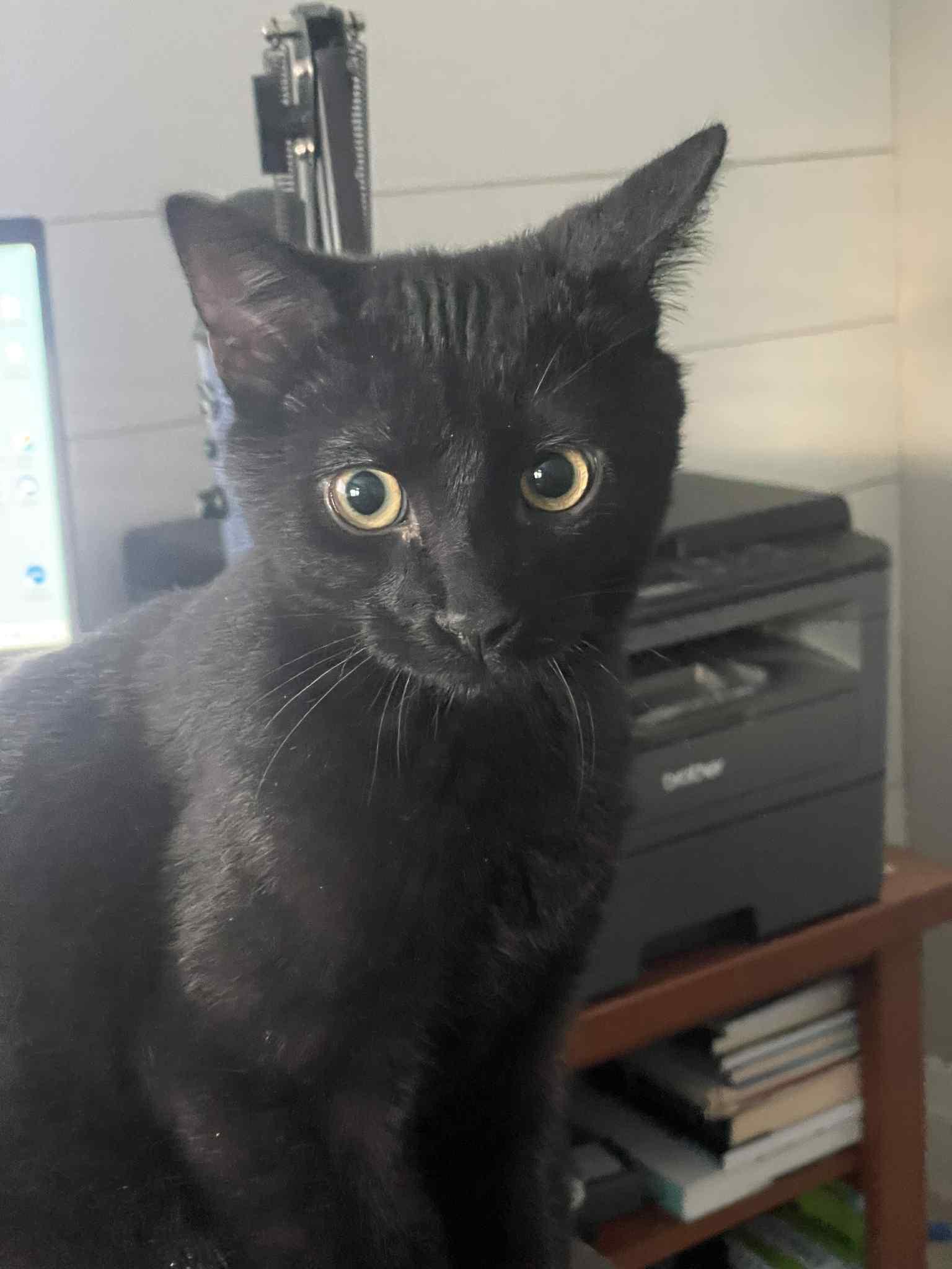 Enlarge Marble, a Adopted Domestic Short Hair in Orleans, ON image 2/3