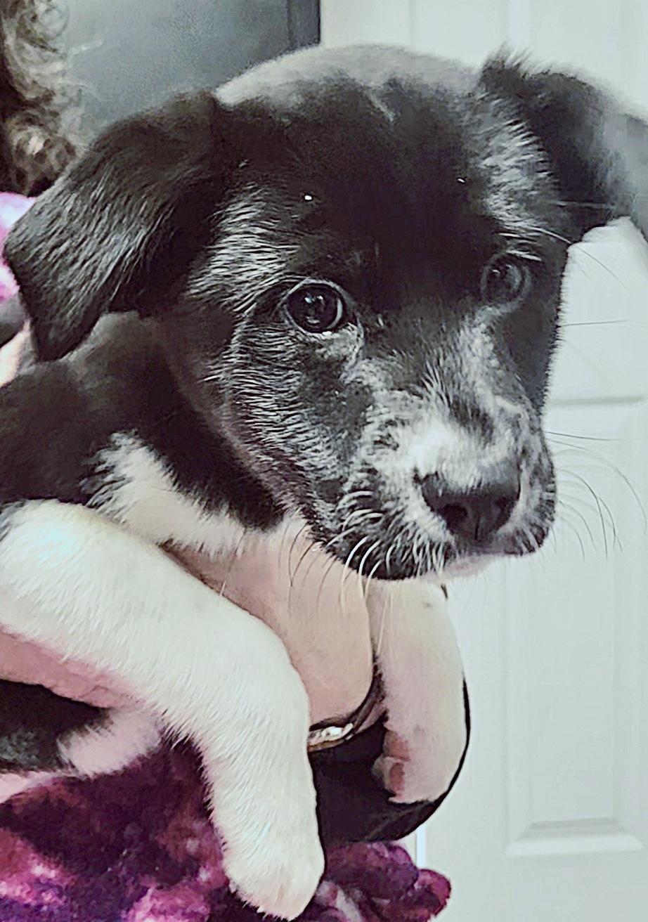 Enlarge Bianca, a ADOPTABLE Labrador Retriever in Rock Hill, NY image 2/3