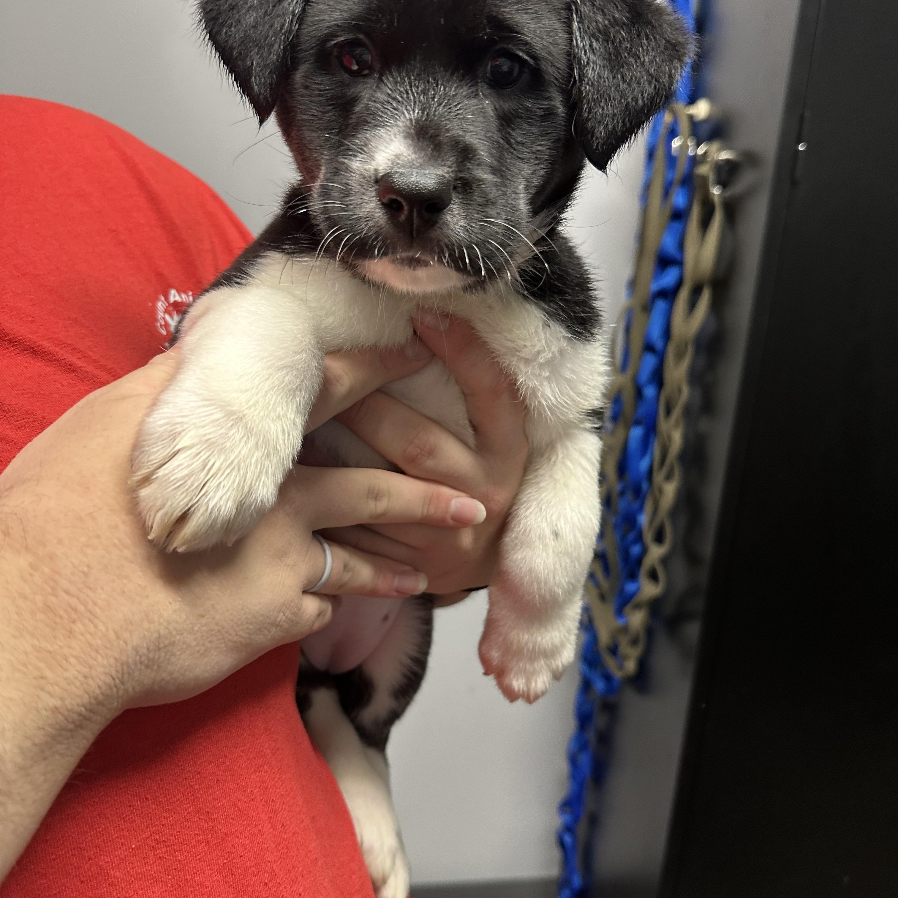 Enlarge Bianca, a ADOPTABLE Labrador Retriever in Rock Hill, NY image 3/3