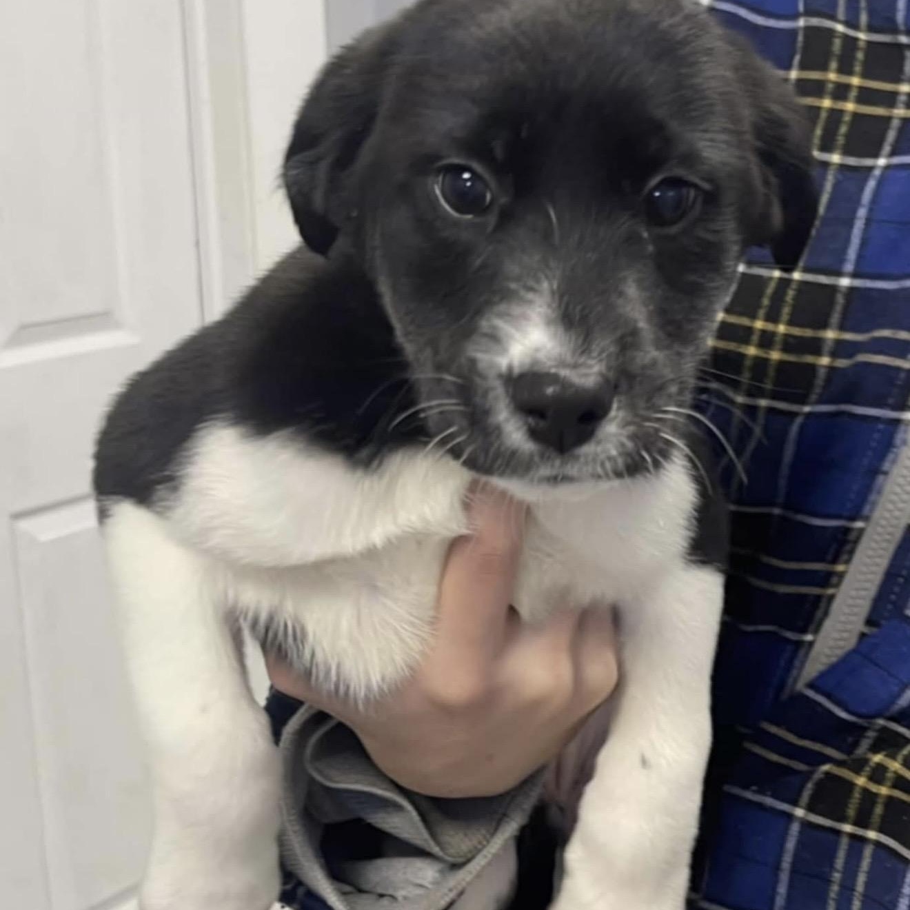 Bianca, ADOPTABLE, Puppy Female Labrador Retriever.