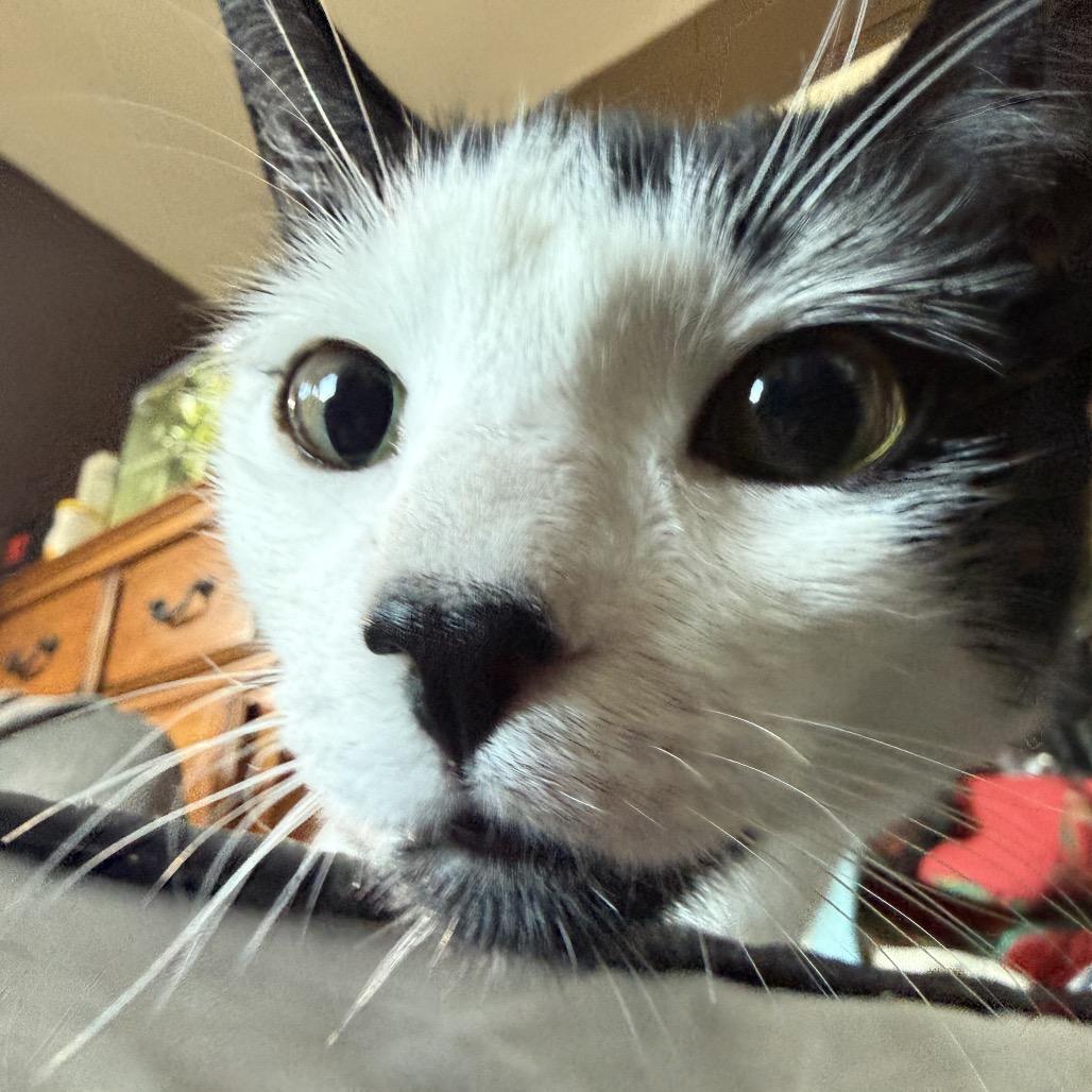 Luna, Adoptable, Adult Female Domestic Short Hair.