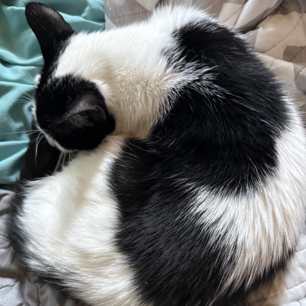 Enlarge Luna, a Adoptable Domestic Short Hair in Germantown, MD image 2/5