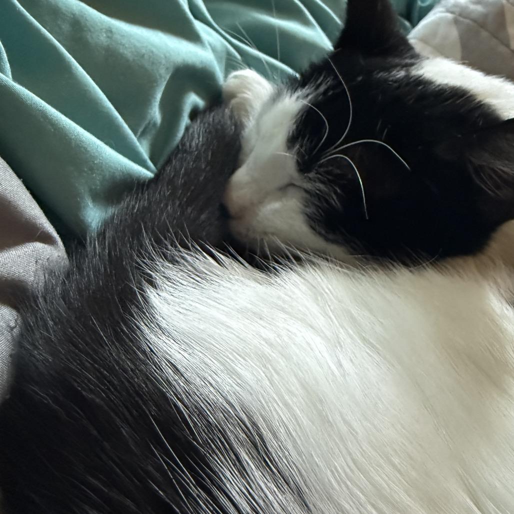 Enlarge Luna, a Adoptable Domestic Short Hair in Germantown, MD image 3/5