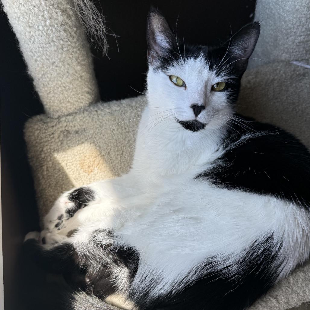 Enlarge Luna, a Adoptable Domestic Short Hair in Germantown, MD image 4/5