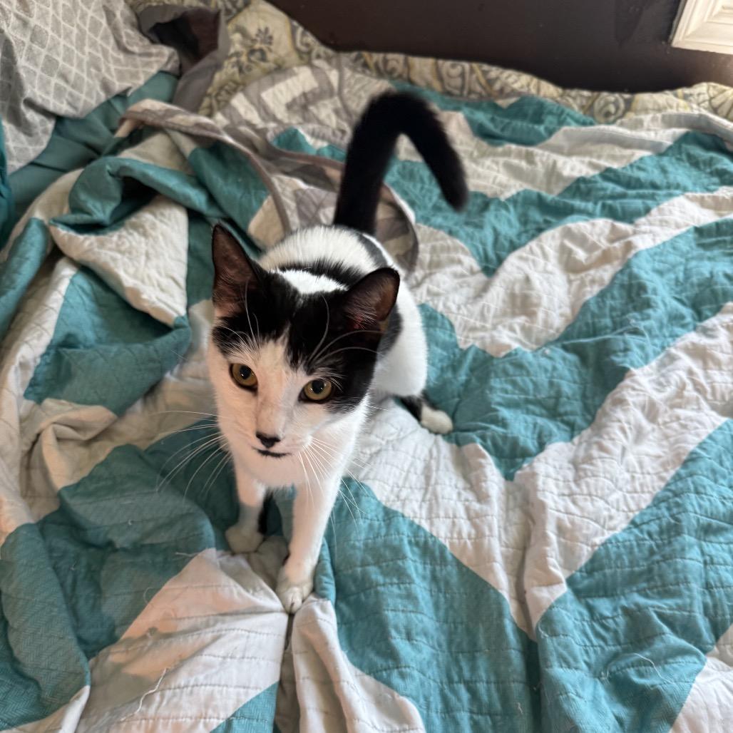 Enlarge Luna, a Adoptable Domestic Short Hair in Germantown, MD image 5/5
