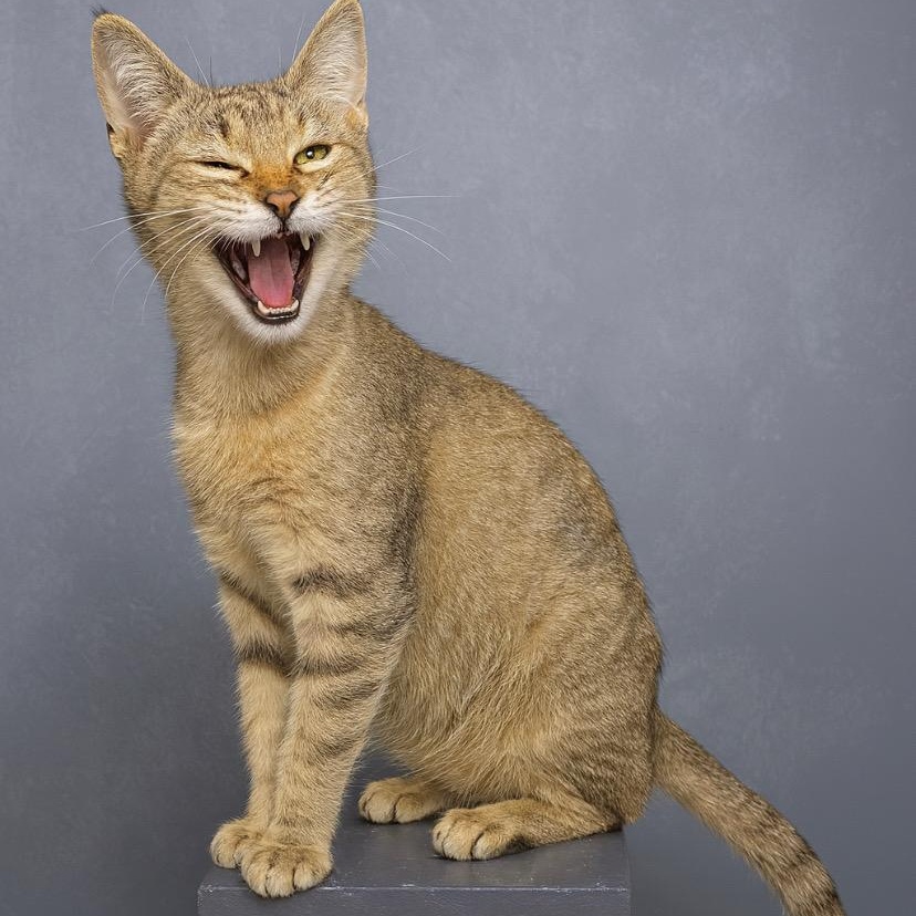 Stanley, a ADOPTABLE Tabby in Andover, MN image 2/4