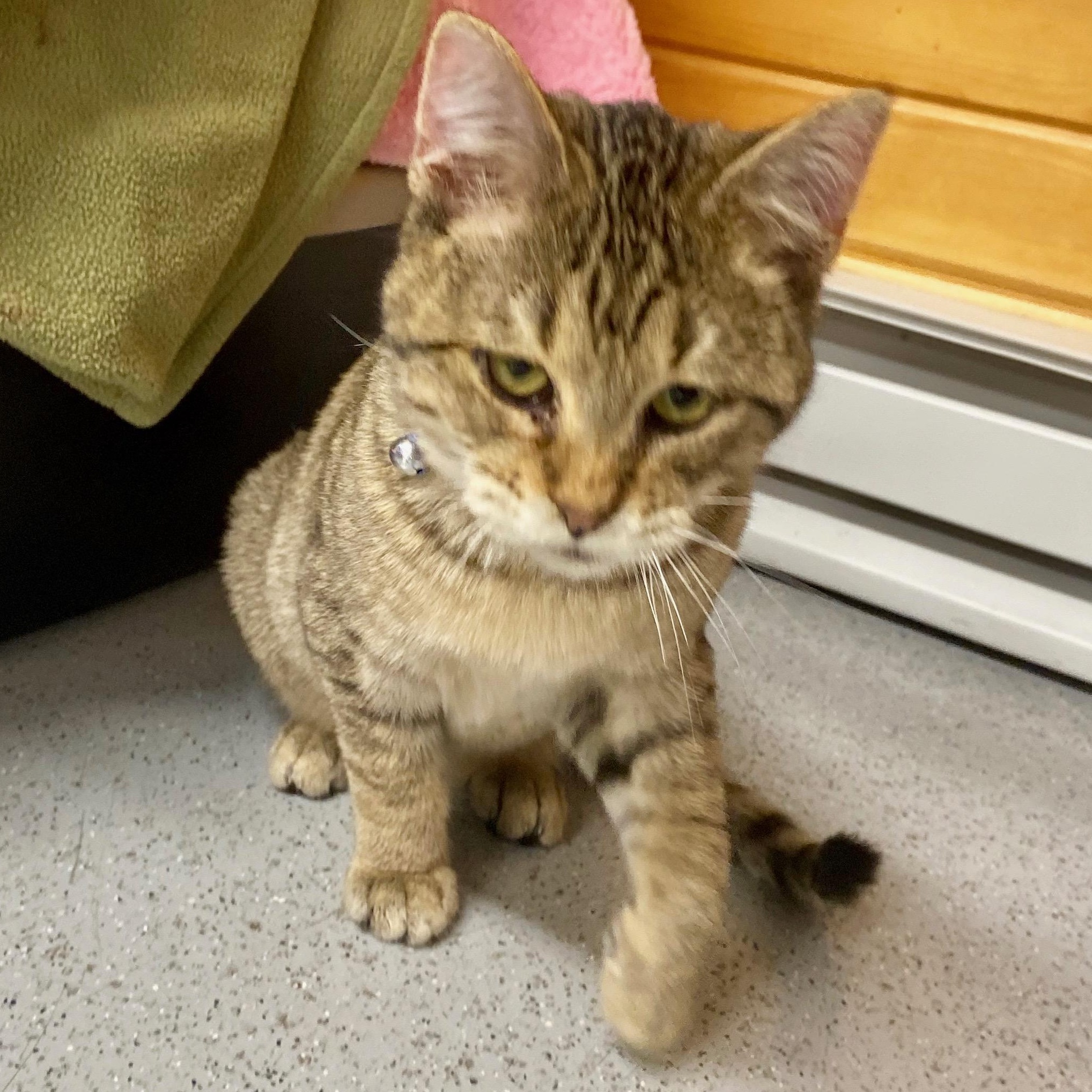 Stanley, a ADOPTABLE Tabby in Andover, MN image 3/4