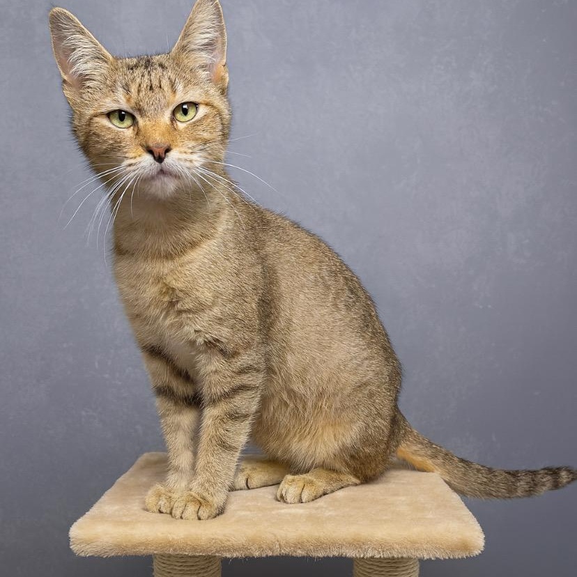 Stanley, ADOPTABLE, Young Male Tabby.