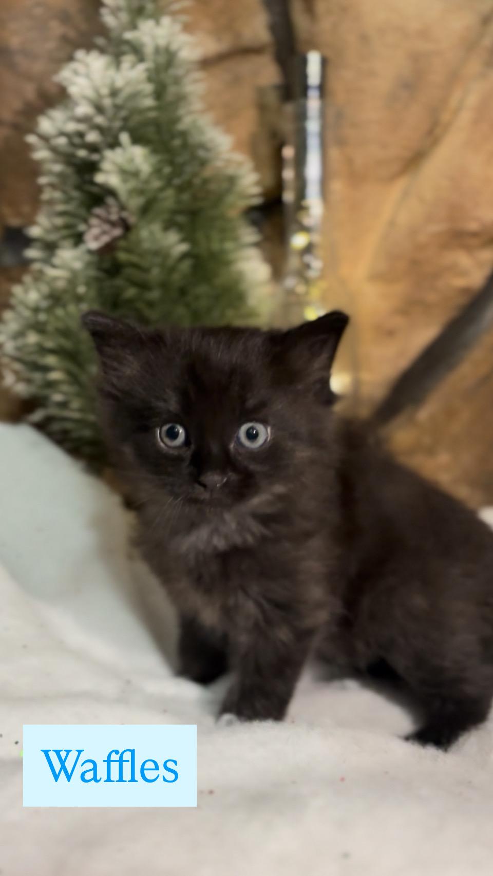 Waffles, ADOPTABLE, Kitten Male Domestic Long Hair.