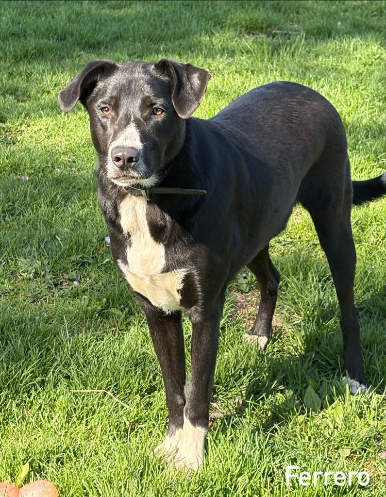 Ferrero, Adoptable, Young Male Mixed Breed.