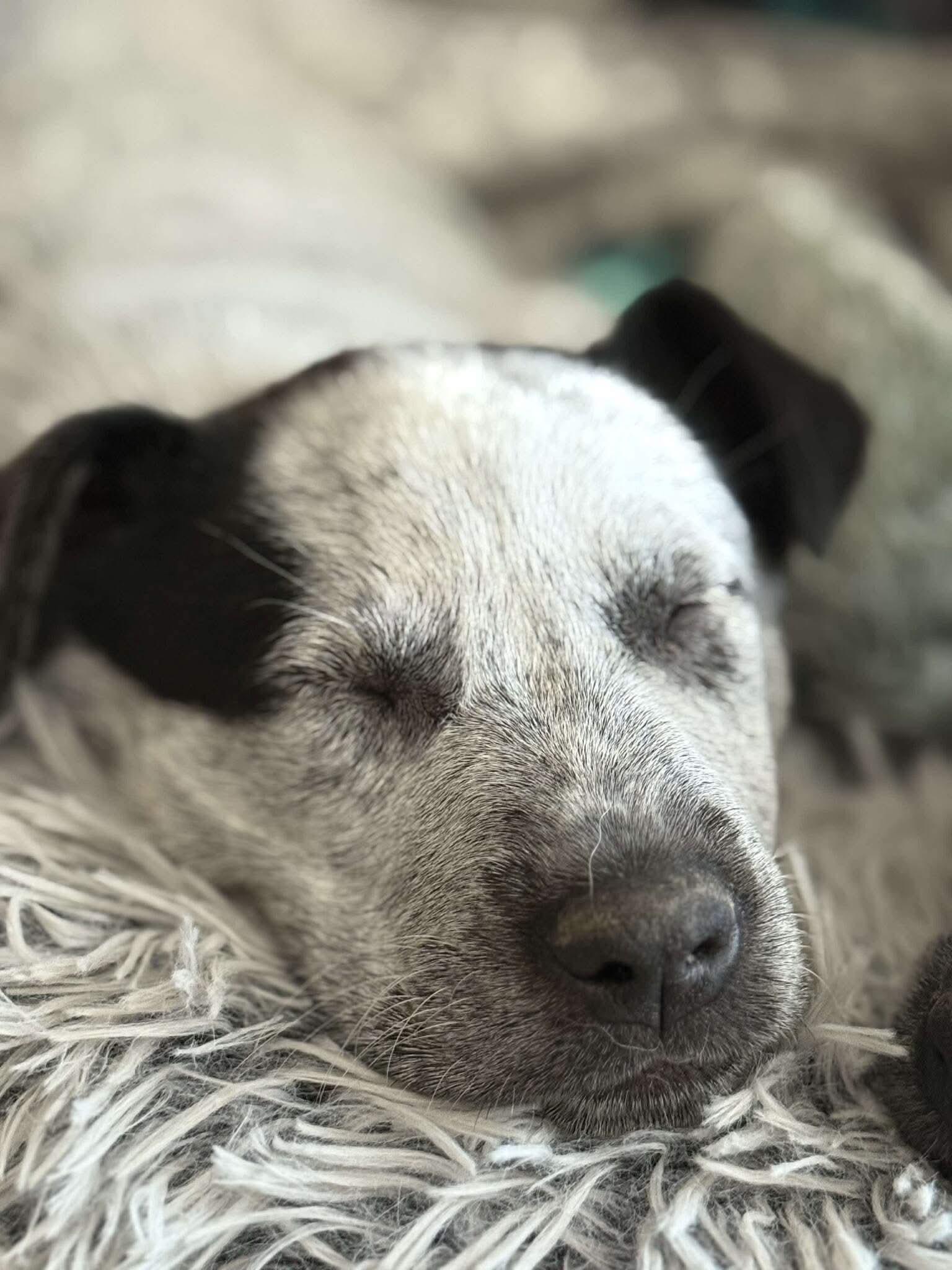 Enlarge Blossom , a ADOPTABLE mixed breed in Elkhorn, WI image 4/5