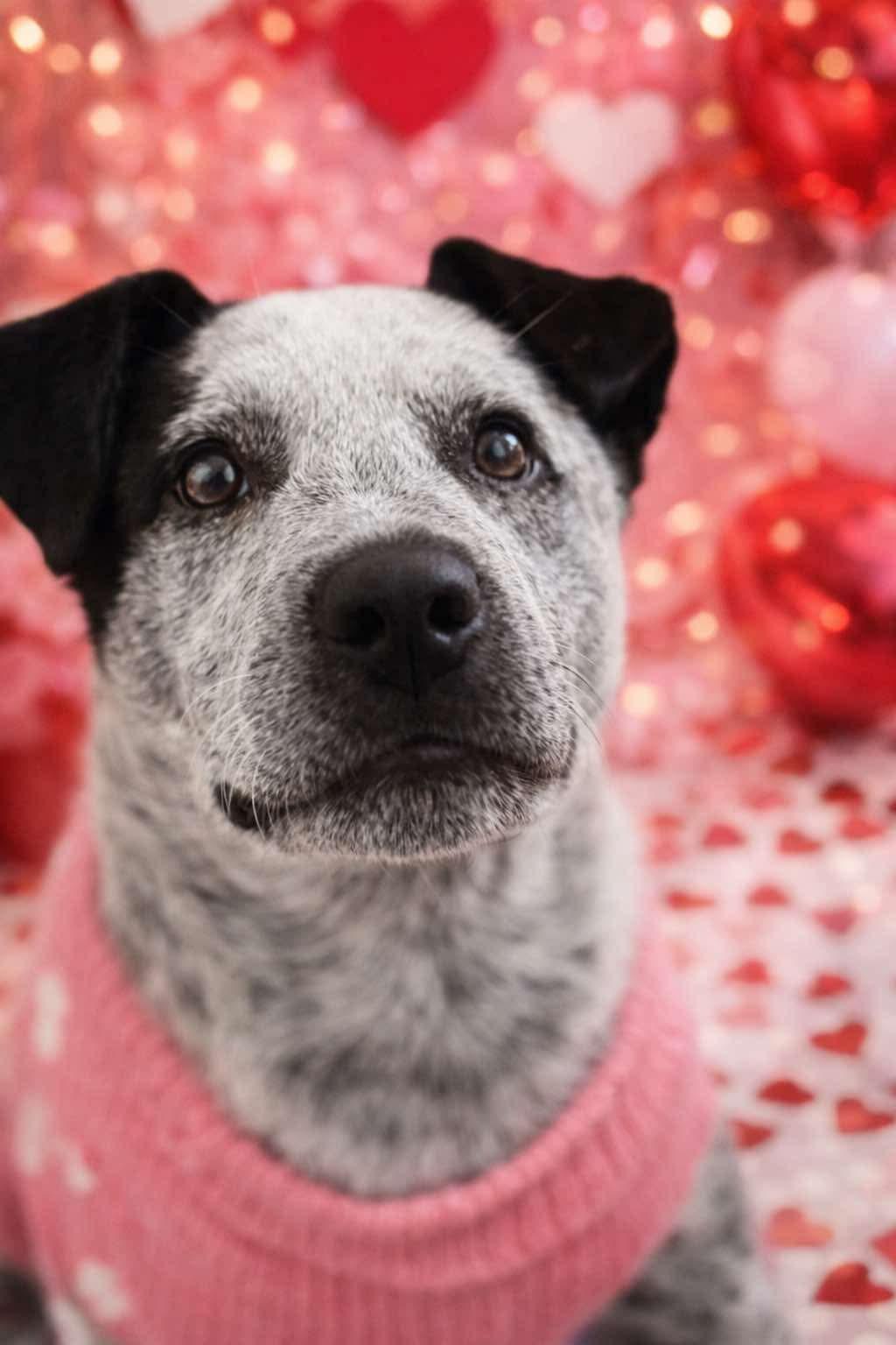 Blossom , ADOPTABLE, Puppy Female Australian Cattle Dog / Blue Heeler.