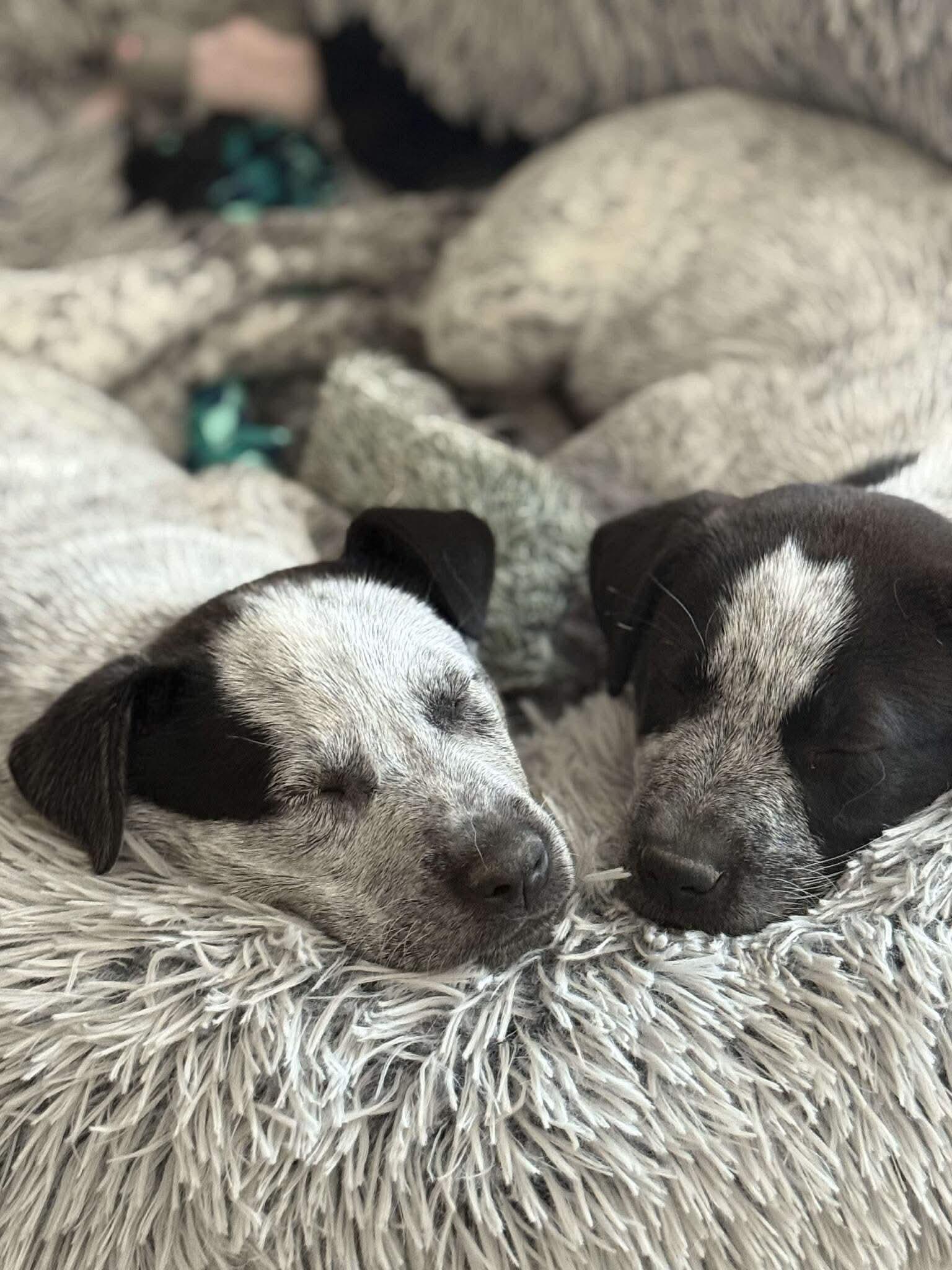 Enlarge Blossom , a ADOPTABLE mixed breed in Elkhorn, WI image 5/5