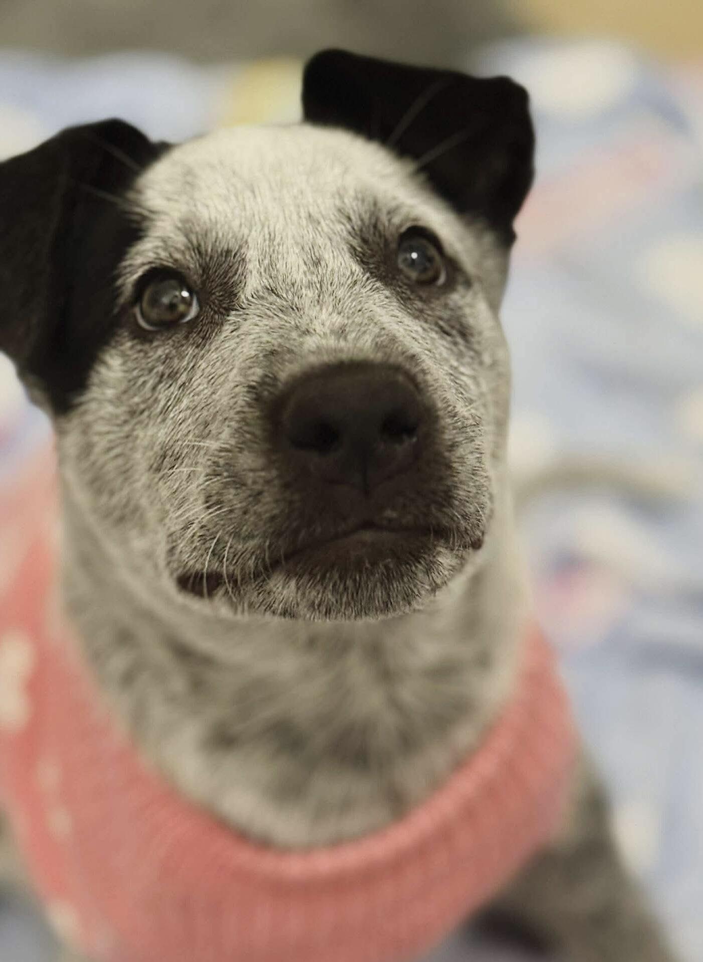 Enlarge Blossom , a ADOPTABLE mixed breed in Elkhorn, WI image 3/5