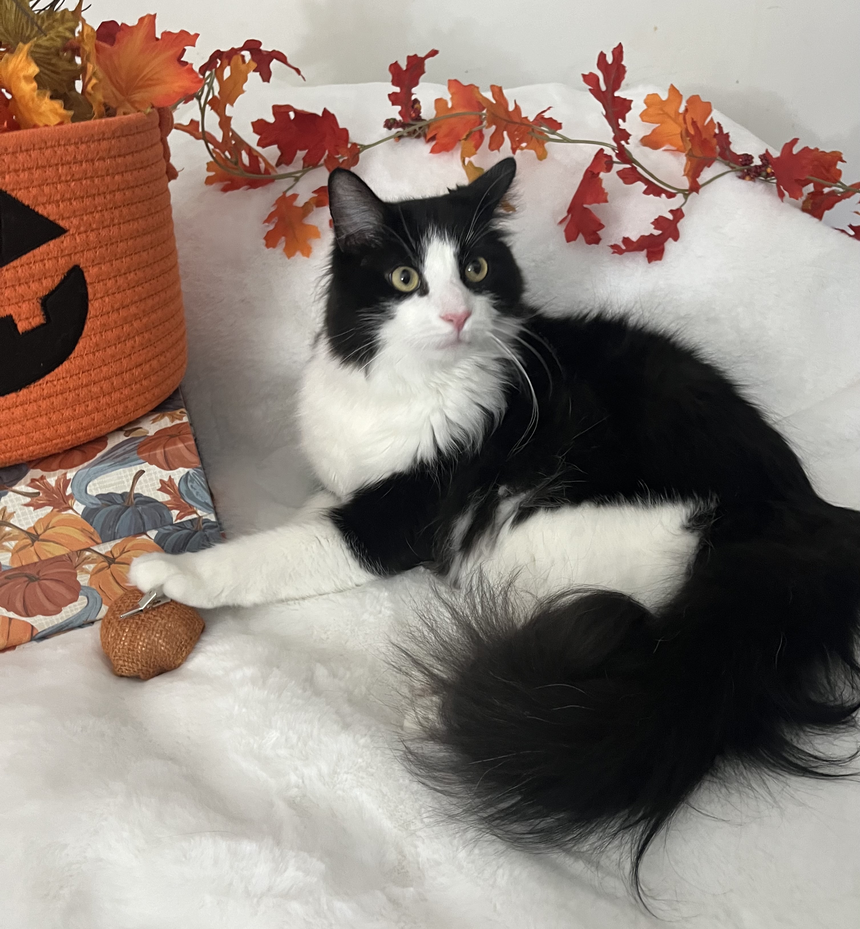 Cat for adoption Mr. Sophia, a Maine Coon & Domestic Long Hair Mix in