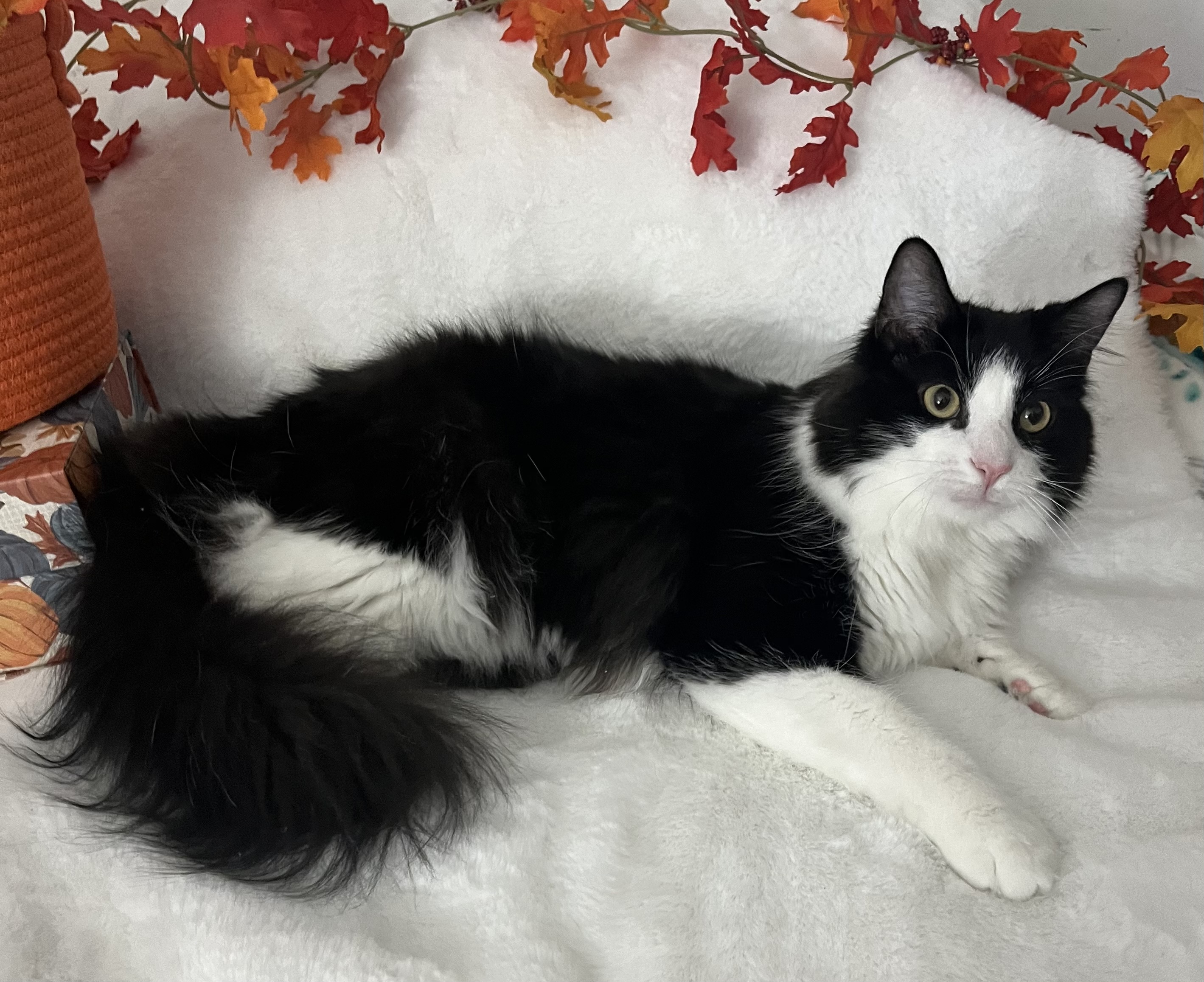Cat for adoption Mr. Sophia, a Maine Coon & Domestic Long Hair Mix in