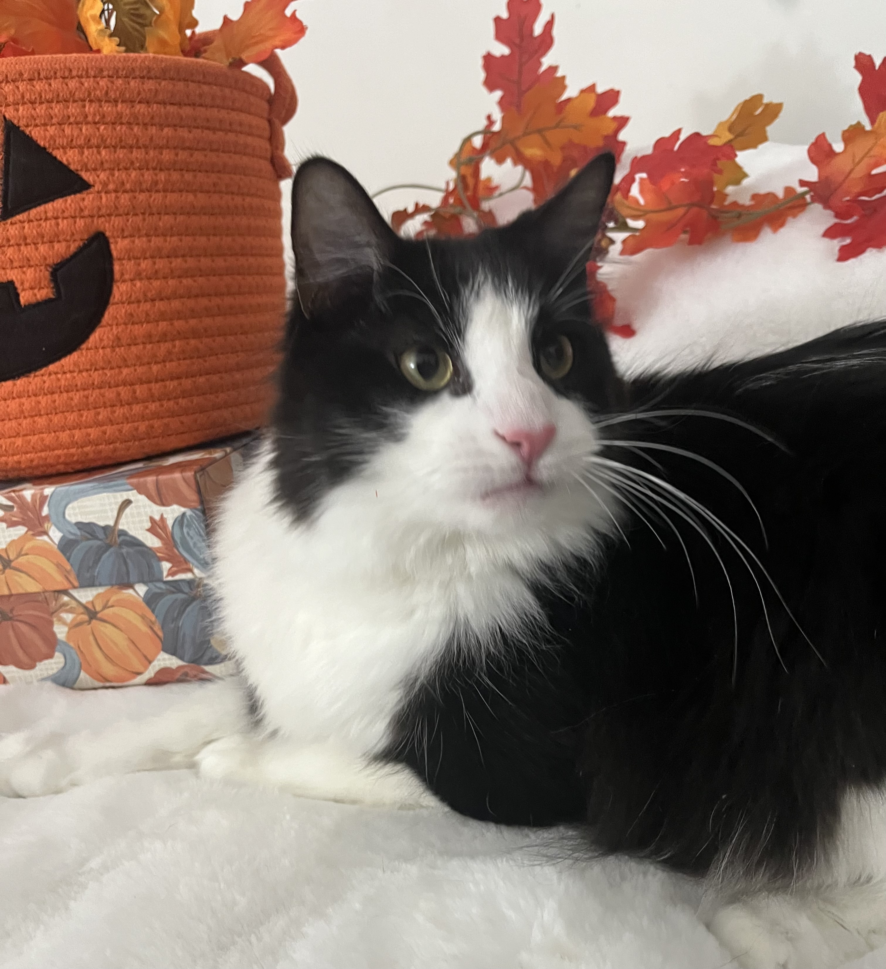 Cat for adoption Mr. Sophia, a Maine Coon & Domestic Long Hair Mix in