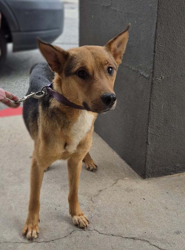 Enlarge In Foster-Freya Hw+, a Adoptable mixed breed in Lawrenceville, GA image 1/1