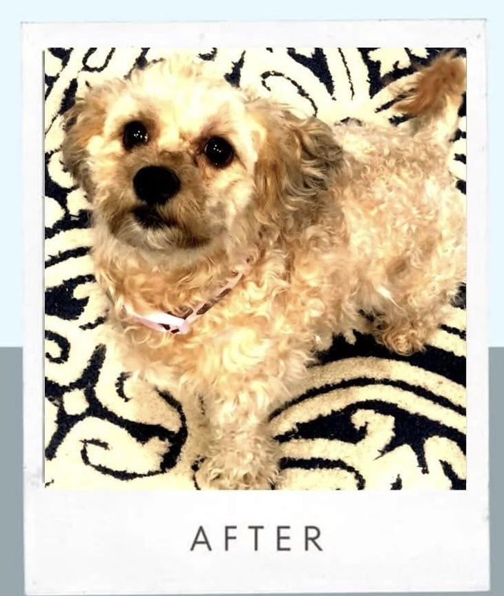 Enlarge Bonnie Lee, a ADOPTABLE mixed breed in Norfolk, VA image 2/6