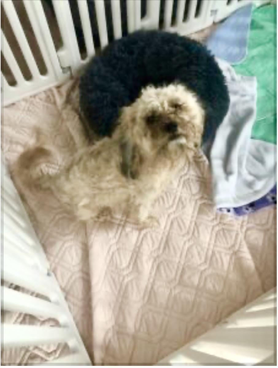 Enlarge Bonnie Lee, a ADOPTABLE mixed breed in Norfolk, VA image 5/6