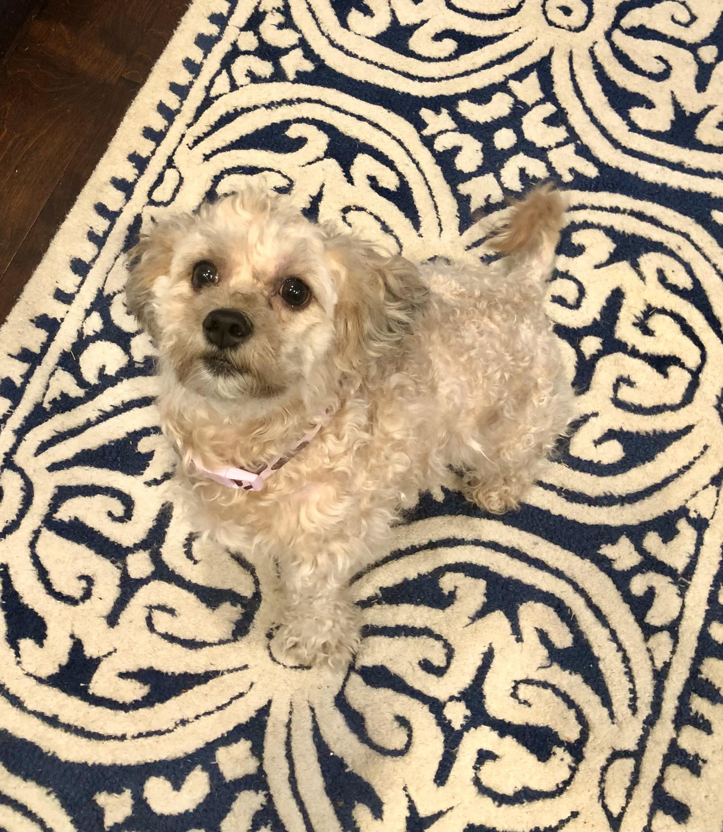 Enlarge Bonnie Lee, a ADOPTABLE mixed breed in Norfolk, VA image 6/6