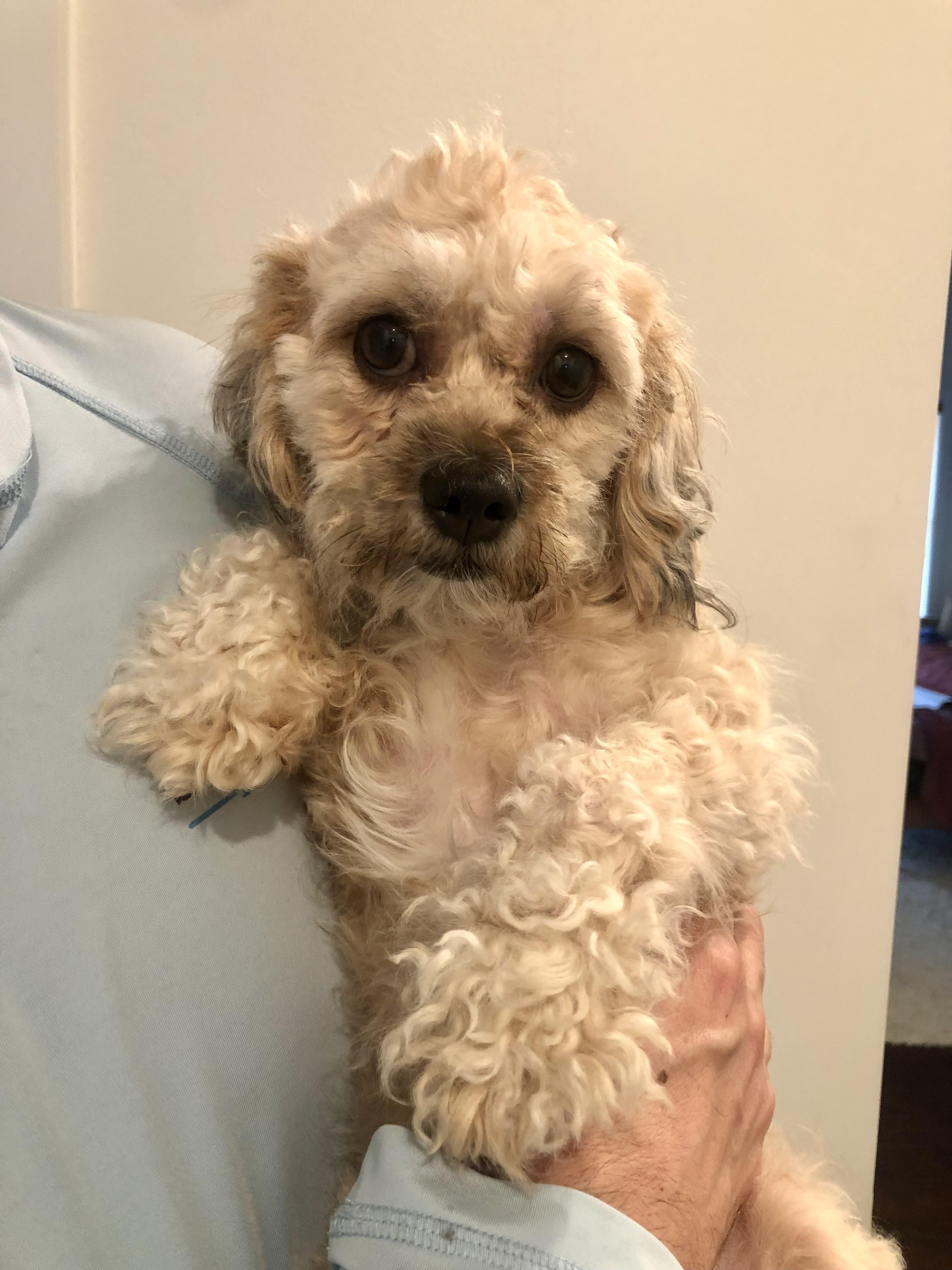 Enlarge Bonnie Lee, a ADOPTABLE mixed breed in Norfolk, VA image 4/6