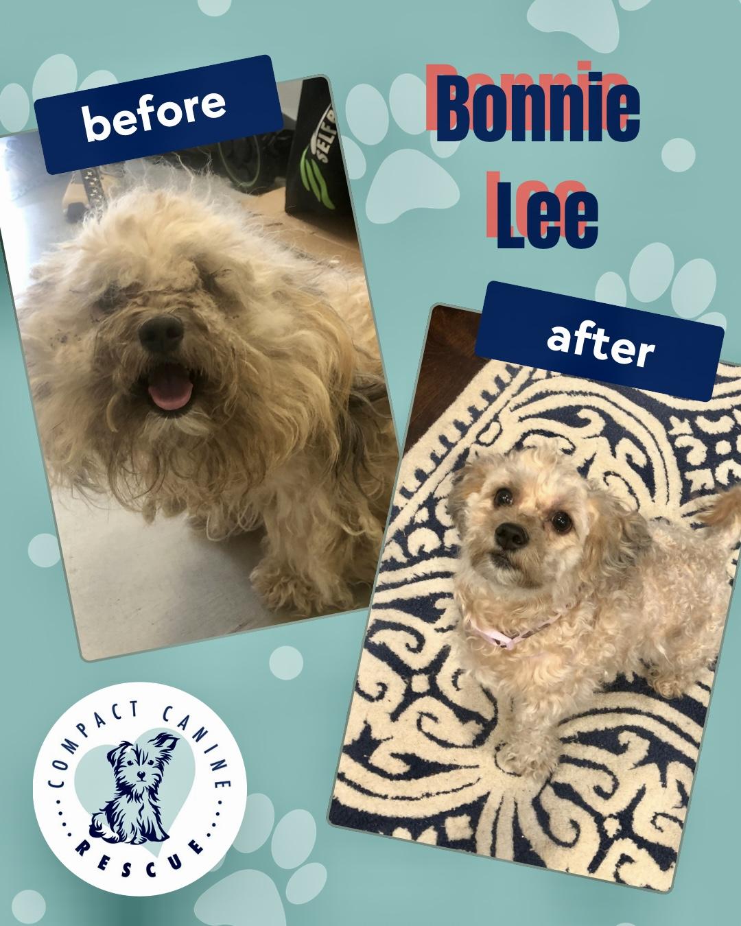 Enlarge Bonnie Lee, a ADOPTABLE mixed breed in Norfolk, VA image 3/6