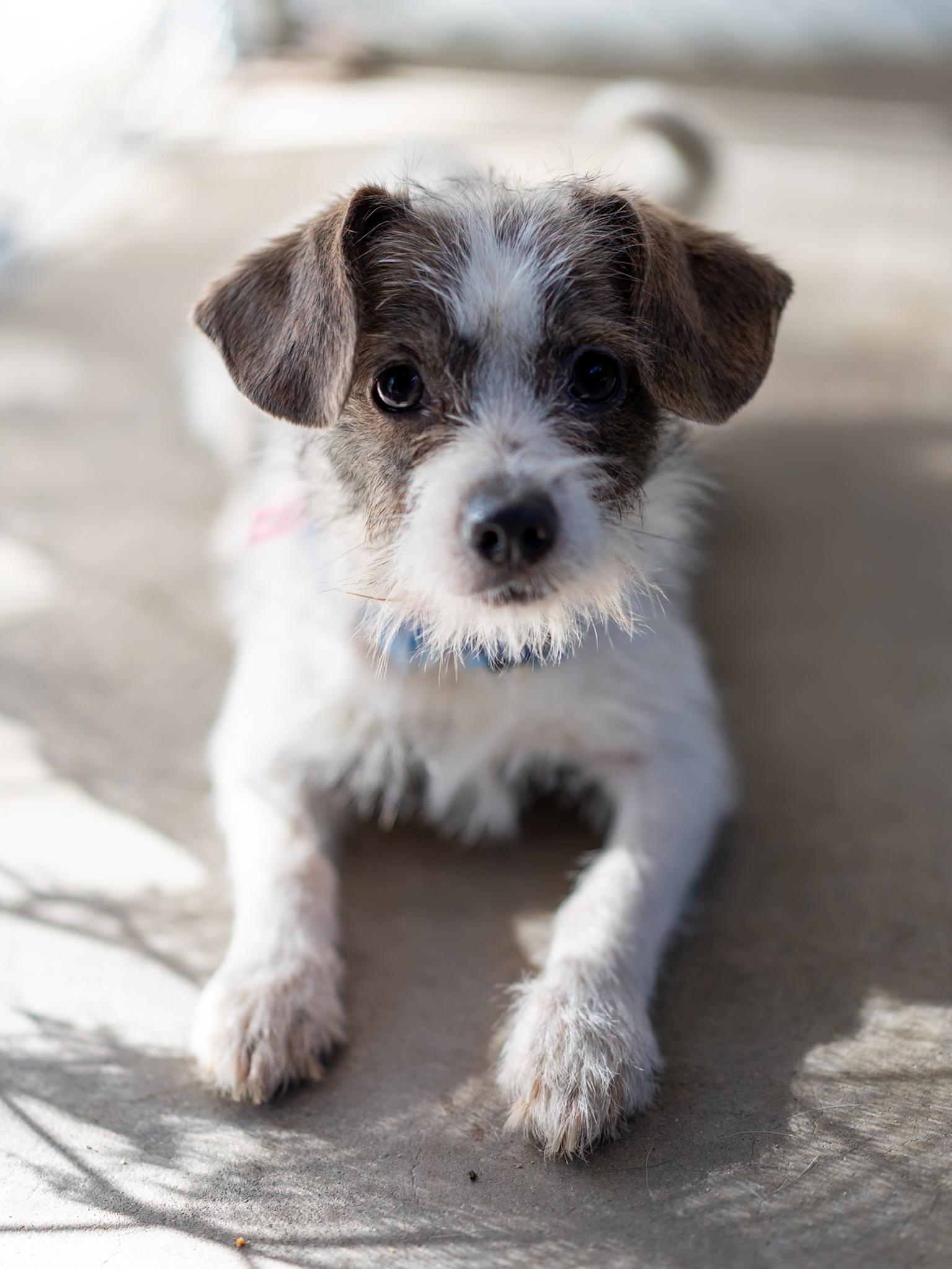 Enlarge NELLY, a Adoptable mixed breed in Fresno, CA image 2/4