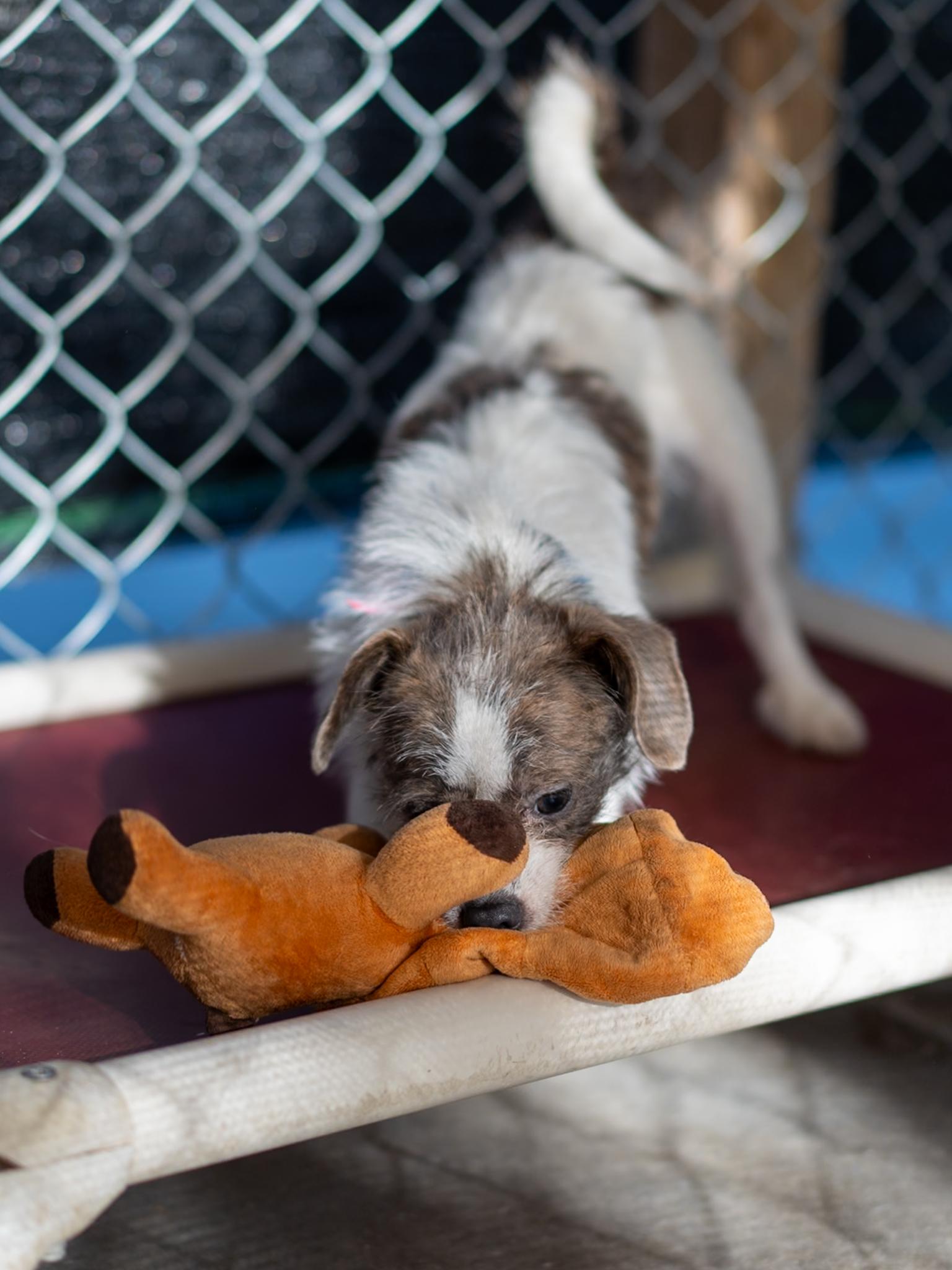 NELLY, Adoptable, Young Female Terrier.