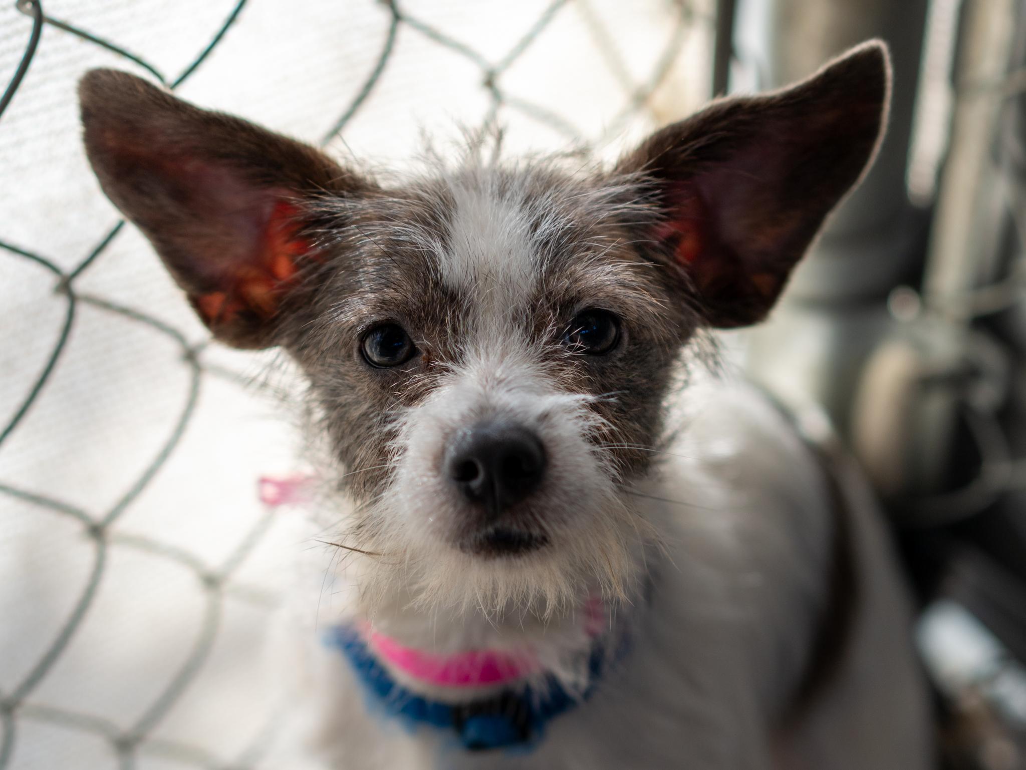 Enlarge NELLY, a Adoptable mixed breed in Fresno, CA image 4/4