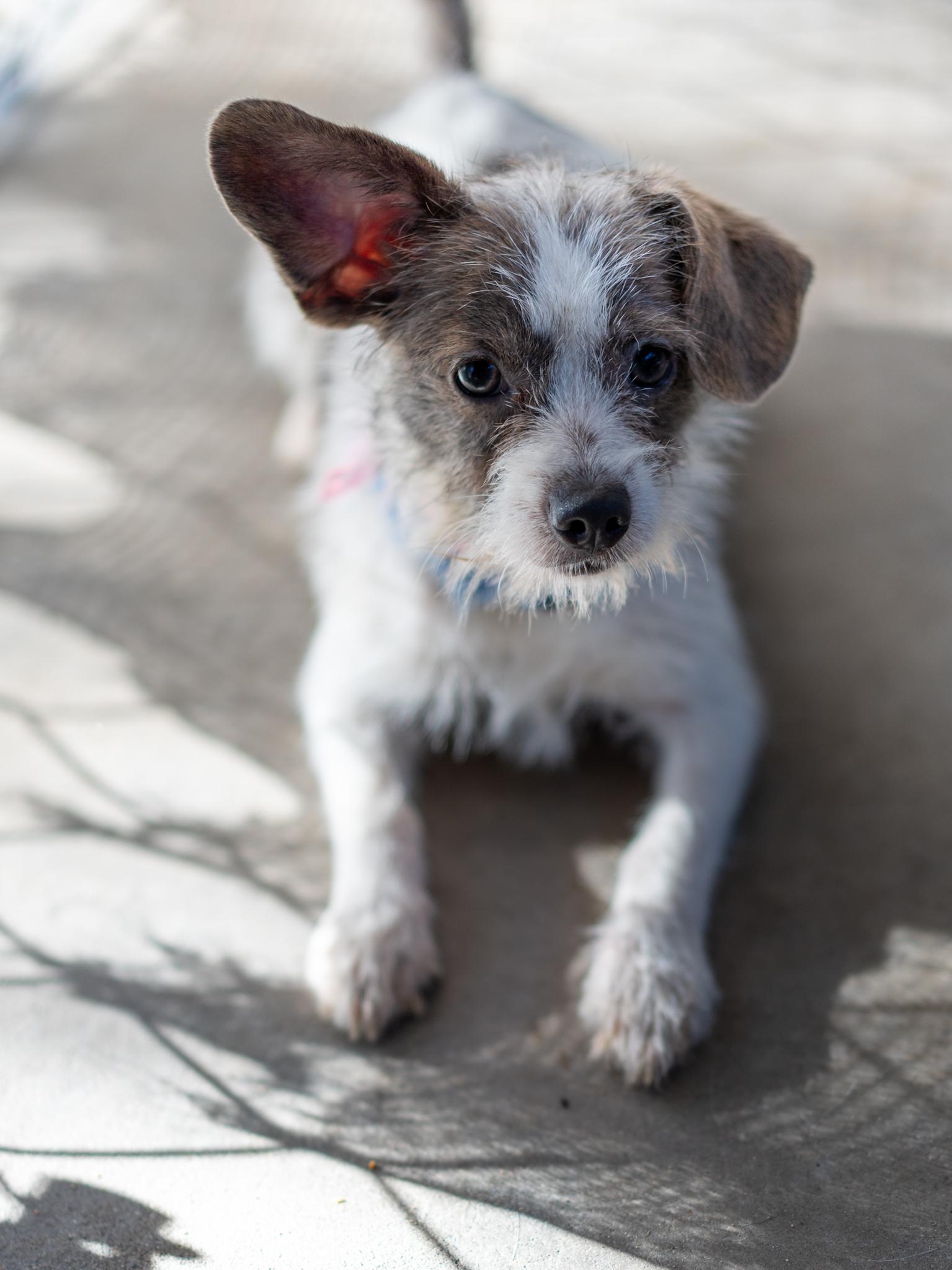 Enlarge NELLY, a Adoptable mixed breed in Fresno, CA image 3/4