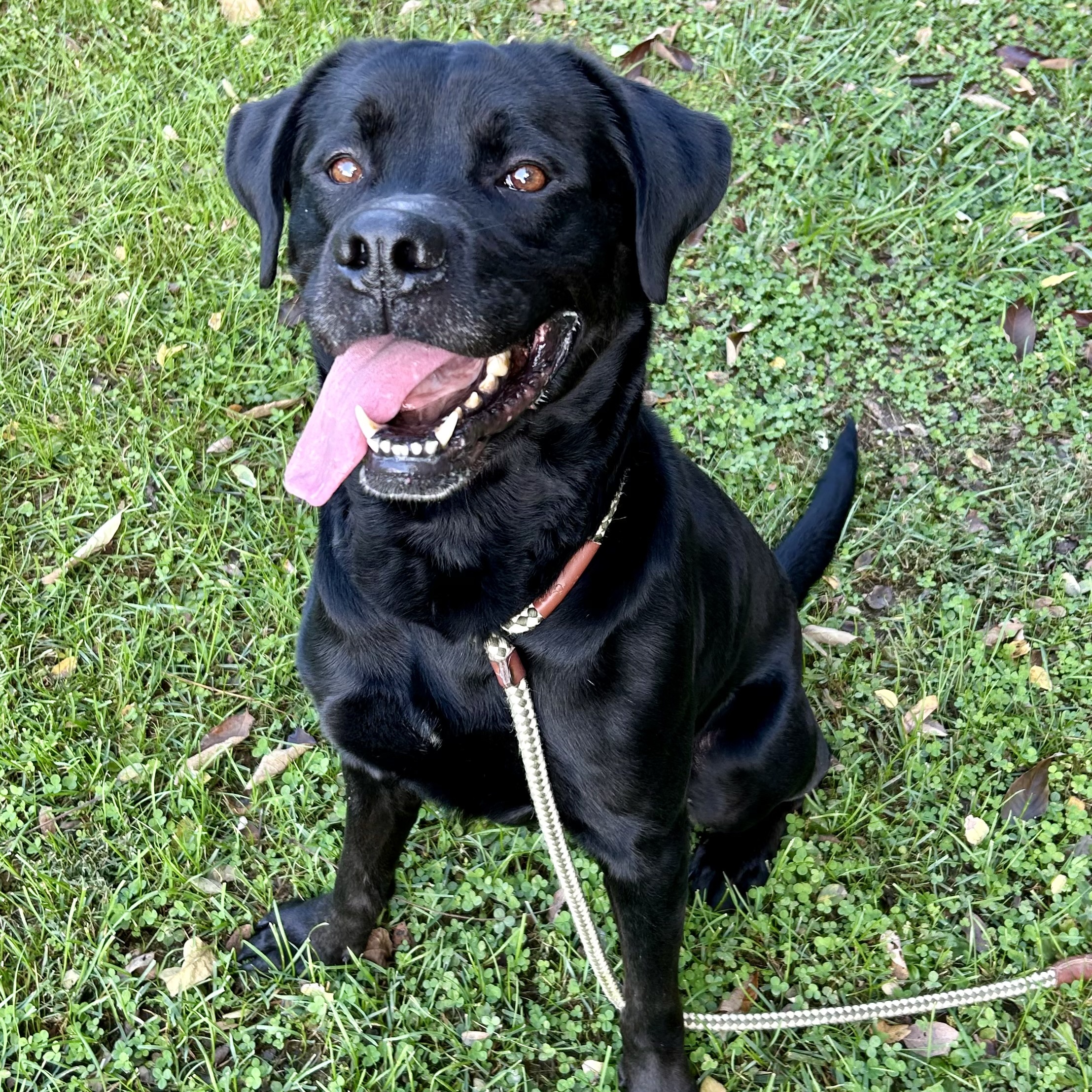 Dougie