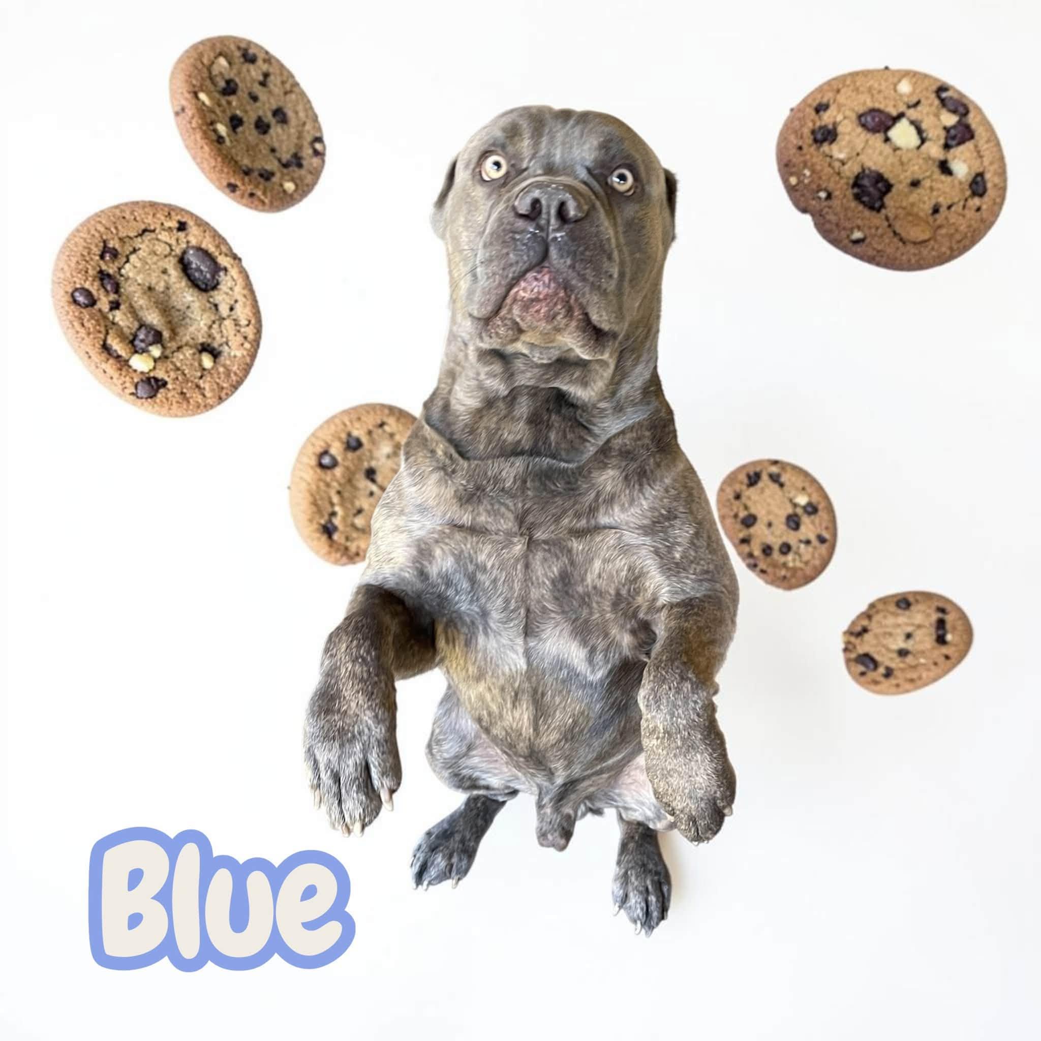 Enlarge Blue - Giant Snuggley Lovebug. Leash & House Trained, Good with Kids/Dogs/Cats, a Adoptable mixed breed in Roanoke, VA image 3/4