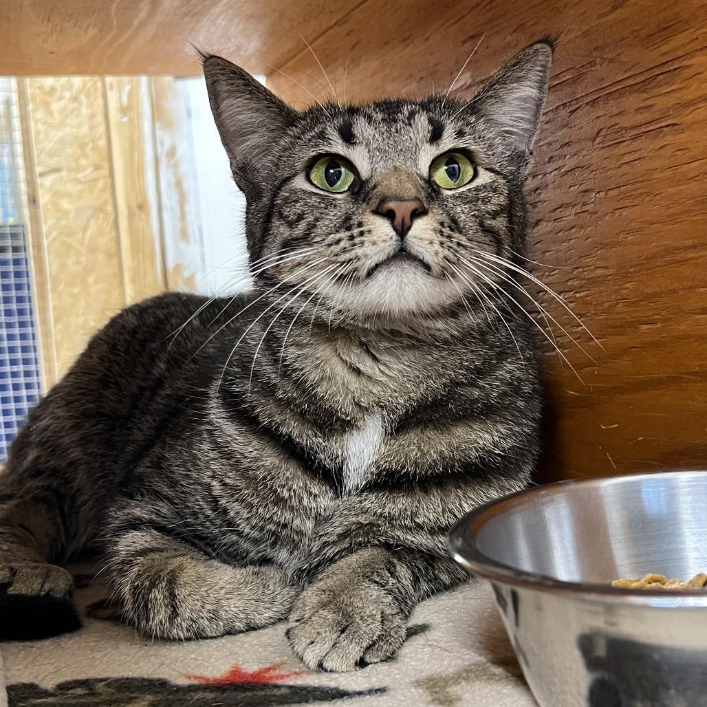 Chubb, Adoptable, Adult Male Domestic Short Hair.